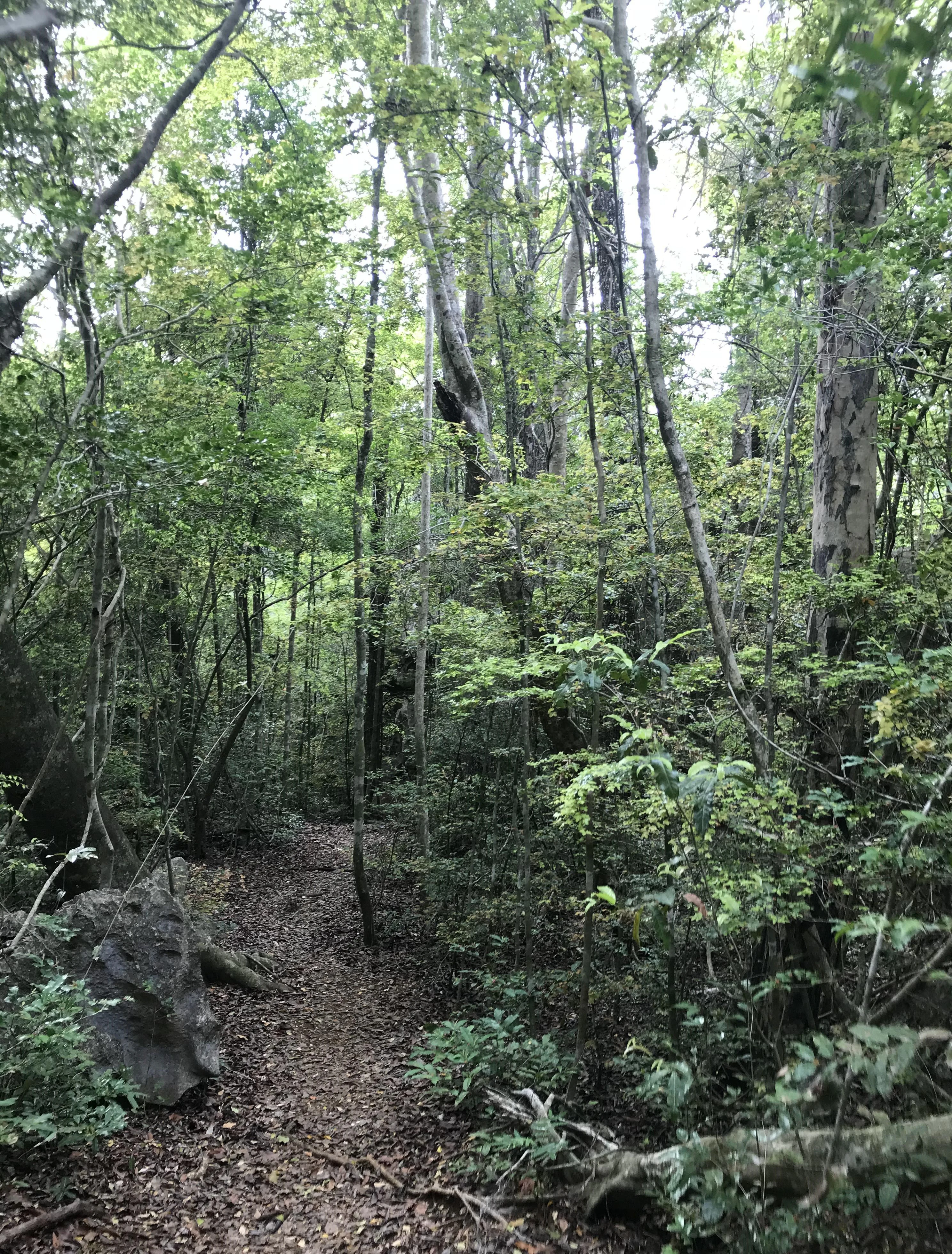 A narrow walking path covered in leaf litter leading through a dense, green forest with tall trees and rocky ground features.