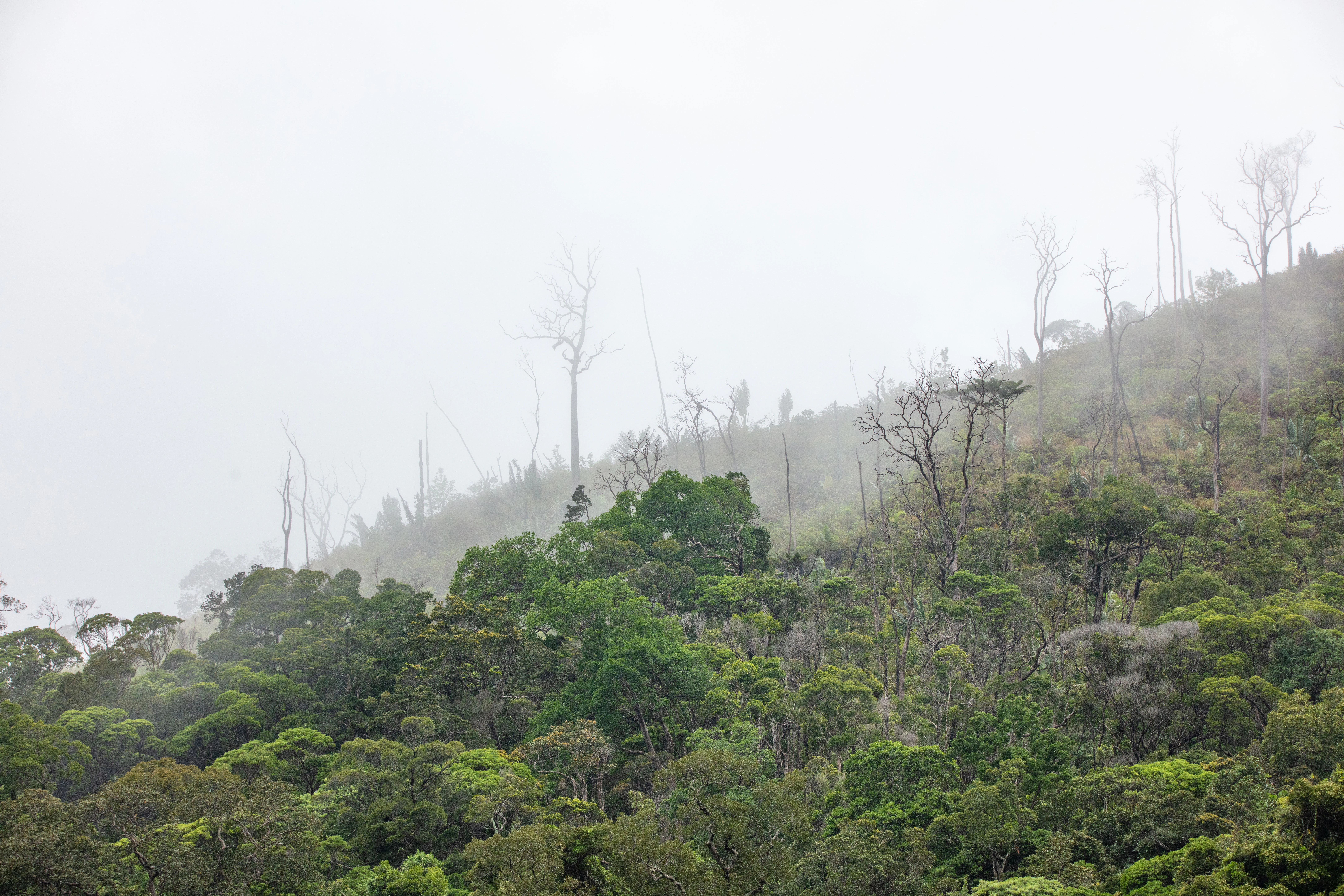 A dense, green, hilly forest landscape in Madagascar covered in thick mist with several tall, bare, leafless trees protruding from the canopy.