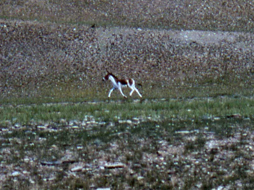 A wild Kiang, characterized by its reddish brown and white coat, walking across a rocky, high-altitude landscape.