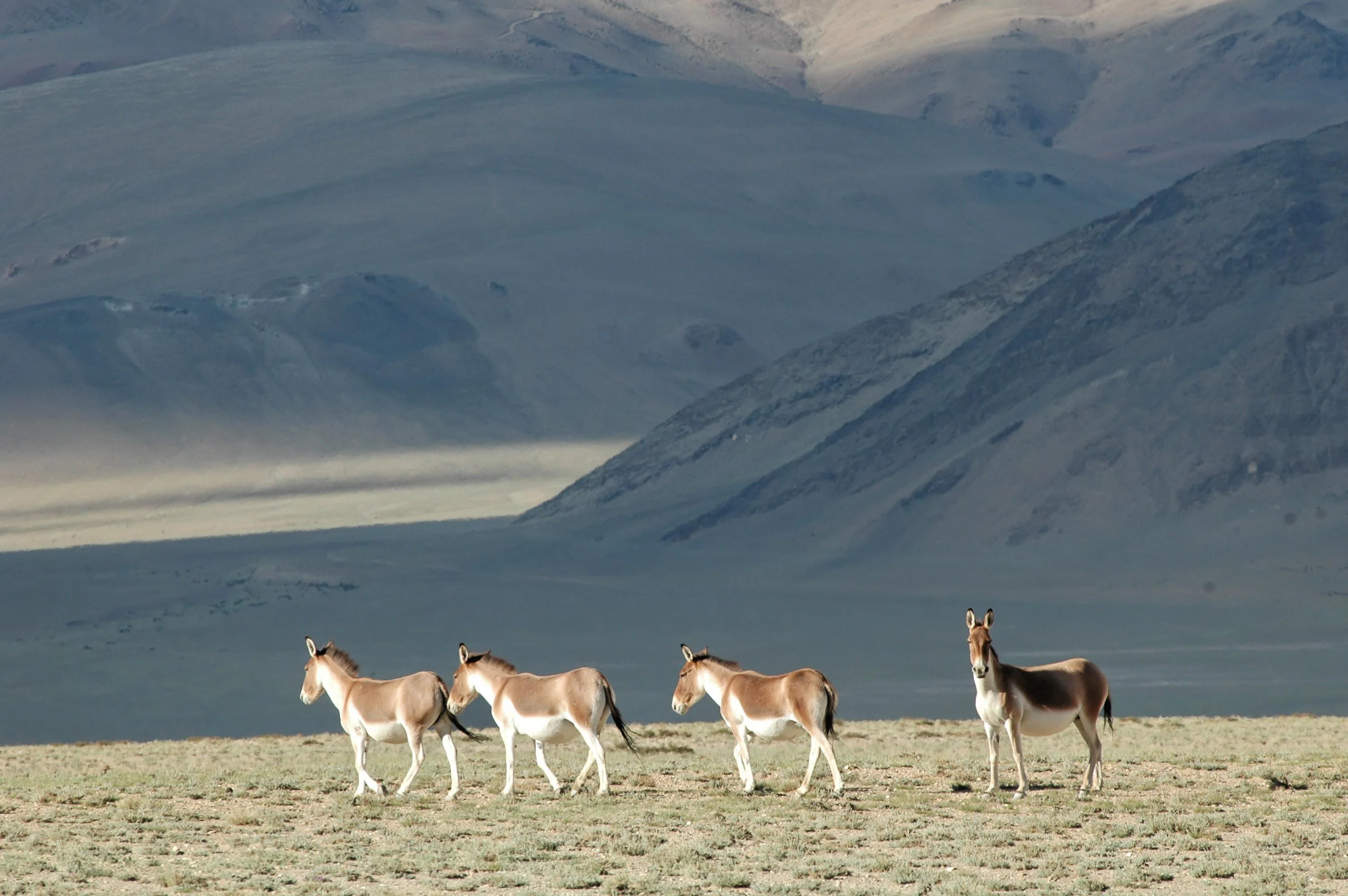 Un grupo de cuatro asnos salvajes tibetanos de pie en un paisaje escaso, seco y de gran altitud, con grandes colinas onduladas al fondo.