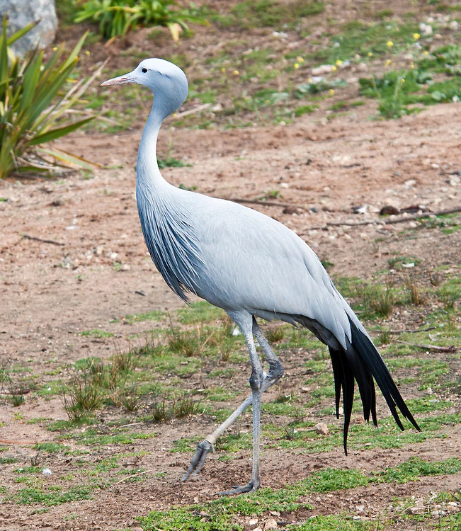 Blue Crane