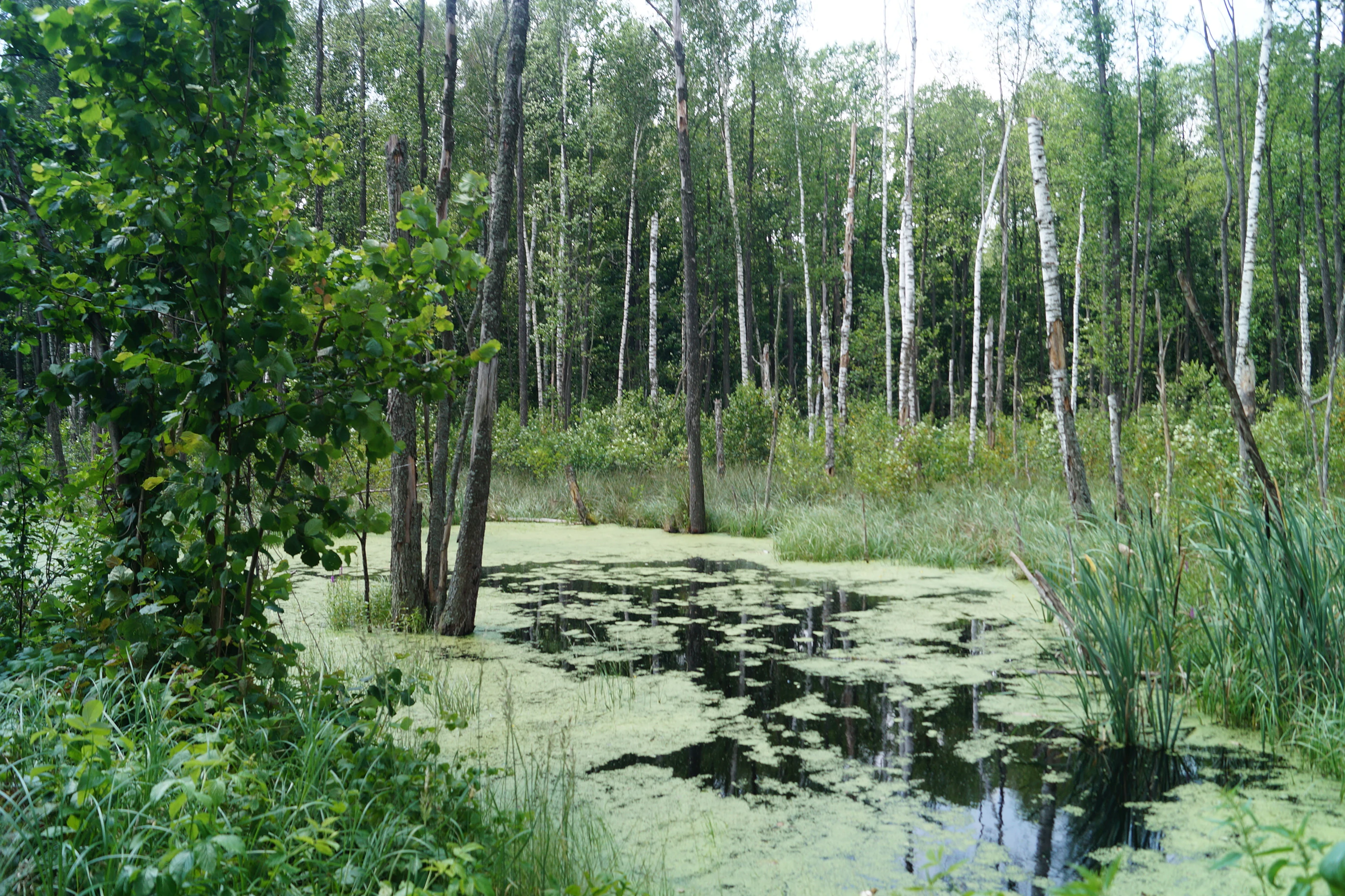 A forest river with green algae and reeds, surrounded by tall trees and dense vegetation