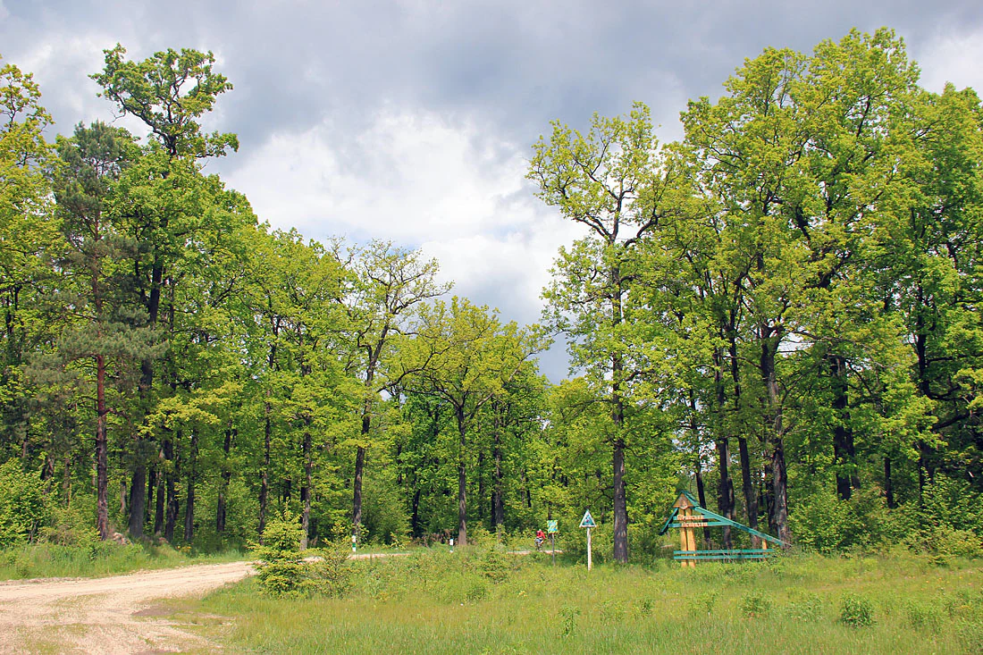 Dirt road entering a forested area with tall green trees and a signpost in the distance.