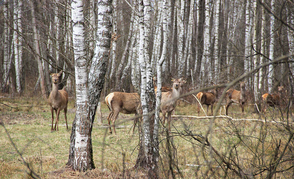 Deer standing among birch trees in a forested area