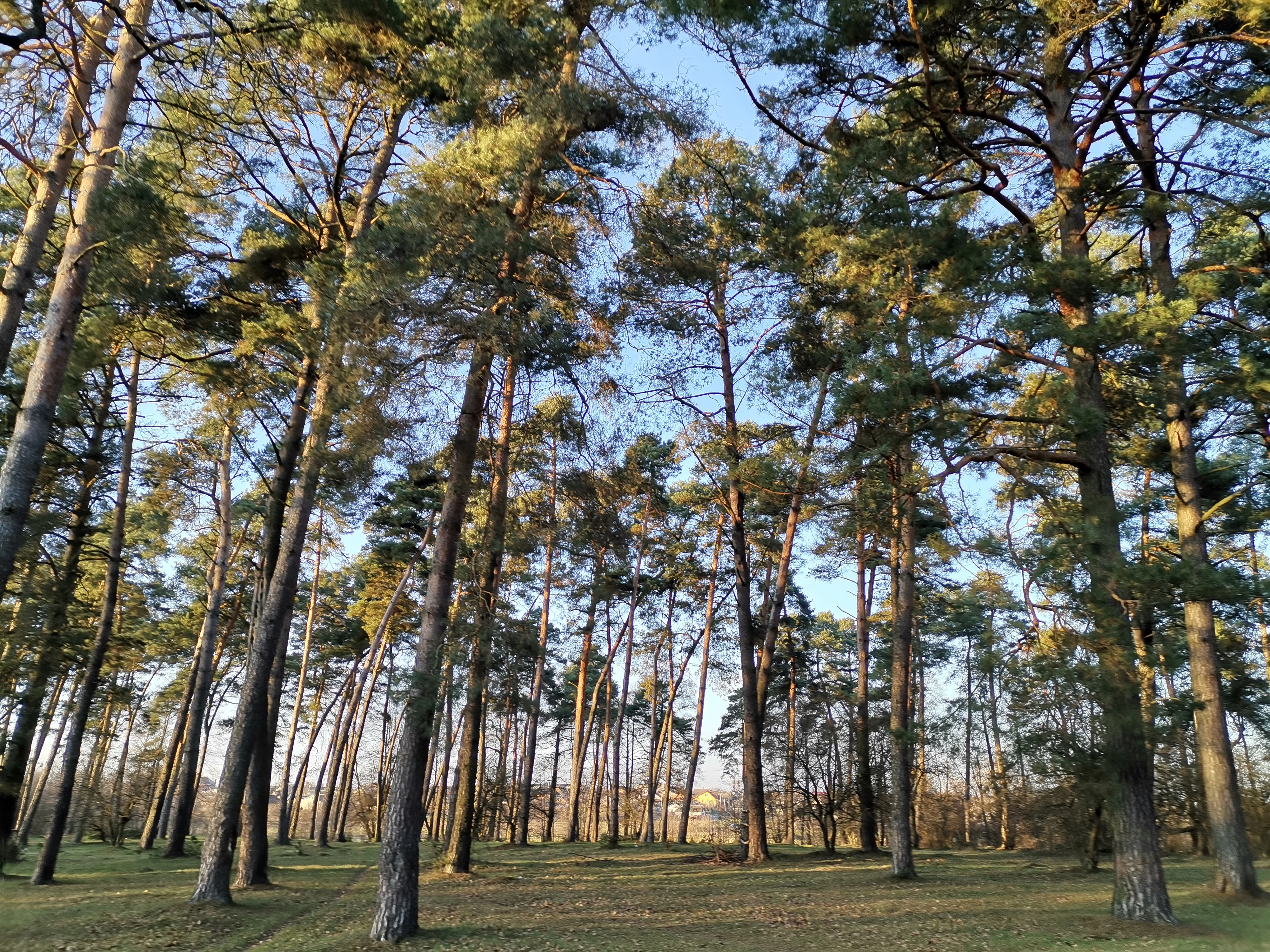 Tall pine trees in a forest with open grassy ground and blue sky visible through the branches