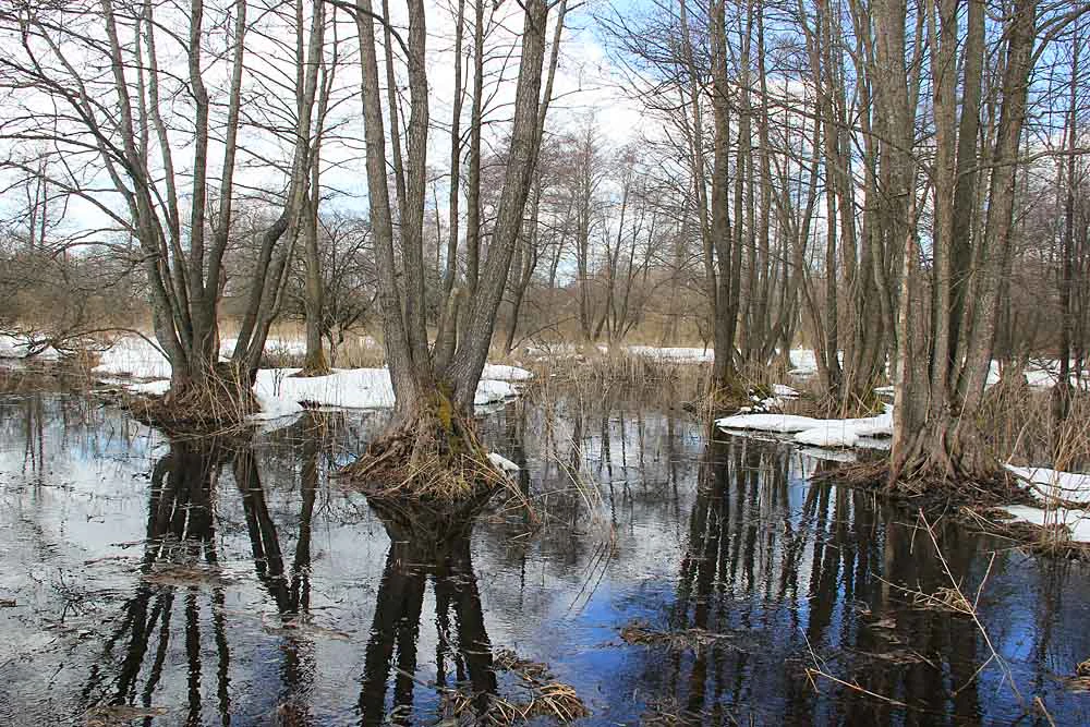 Flooded forest area with tall leafless trees standing in water, showing reflections and patches of snow on the ground