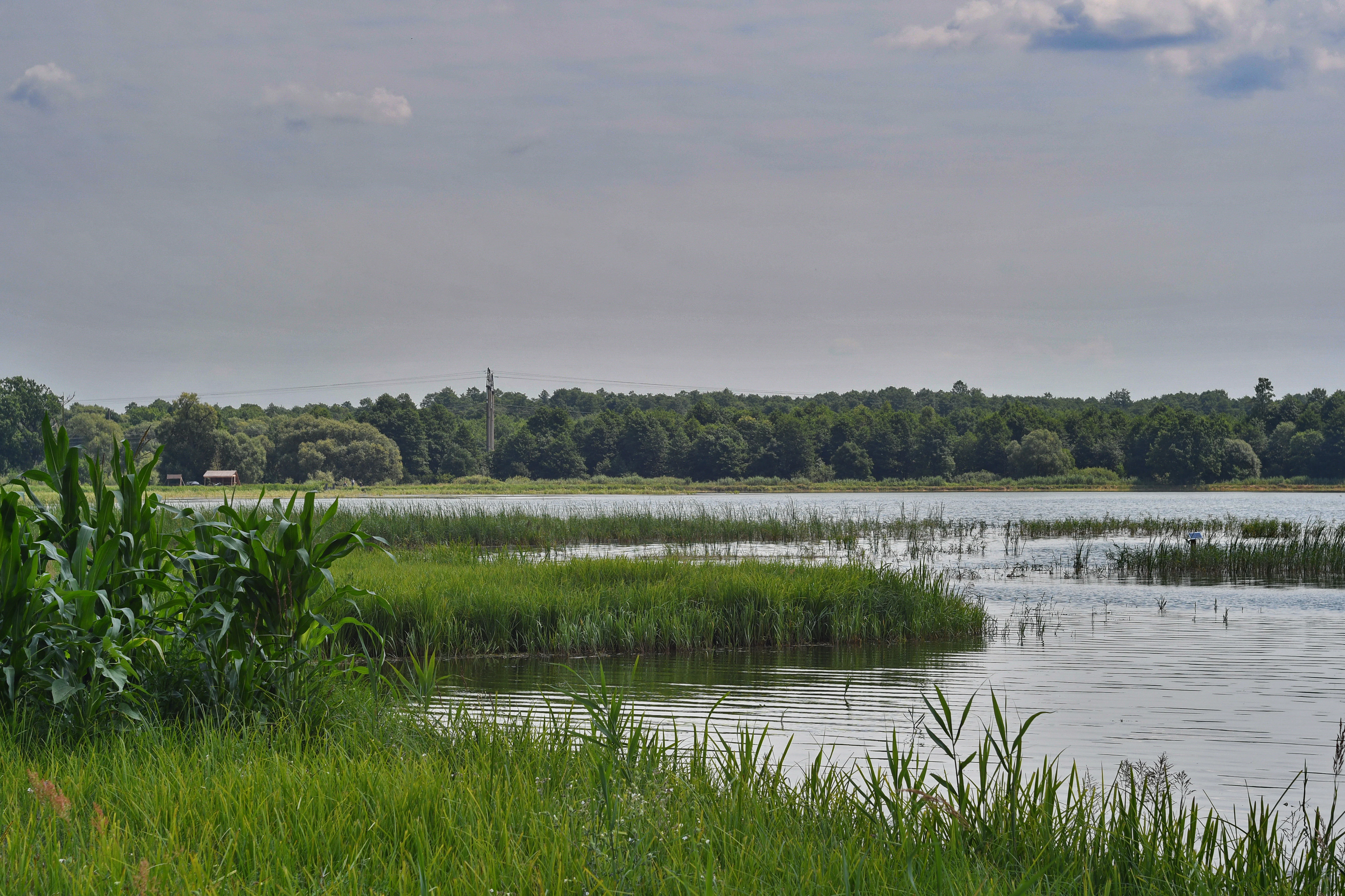 A lake surrounded by green vegetation with trees in the background under a partly cloudy sky