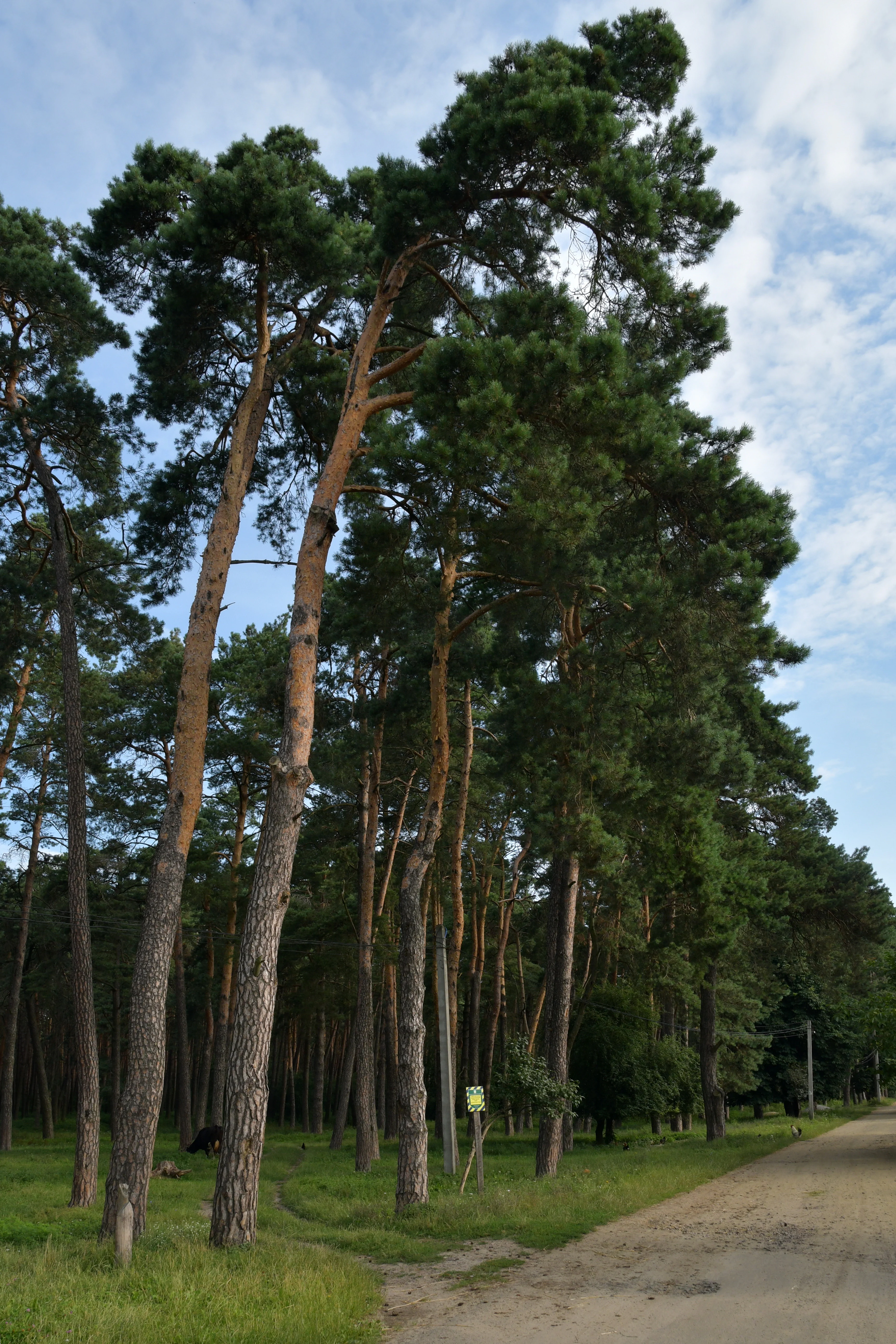 Tall pine trees and a dirt road in a forested area under a partly cloudy sky