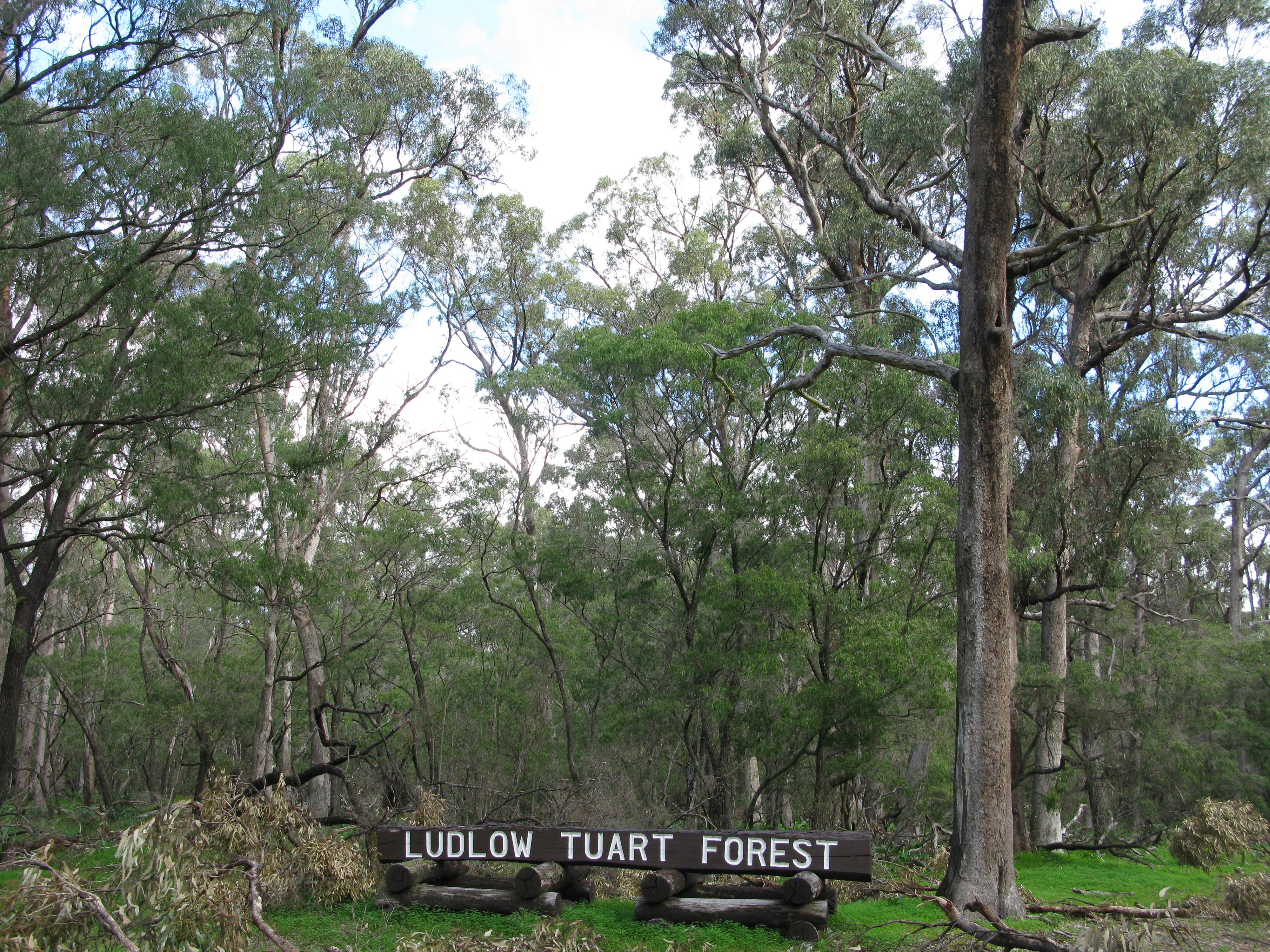 Wooden sign reading 'LUDLOW TUART FOREST' surrounded by tall trees and greenery in a forest setting