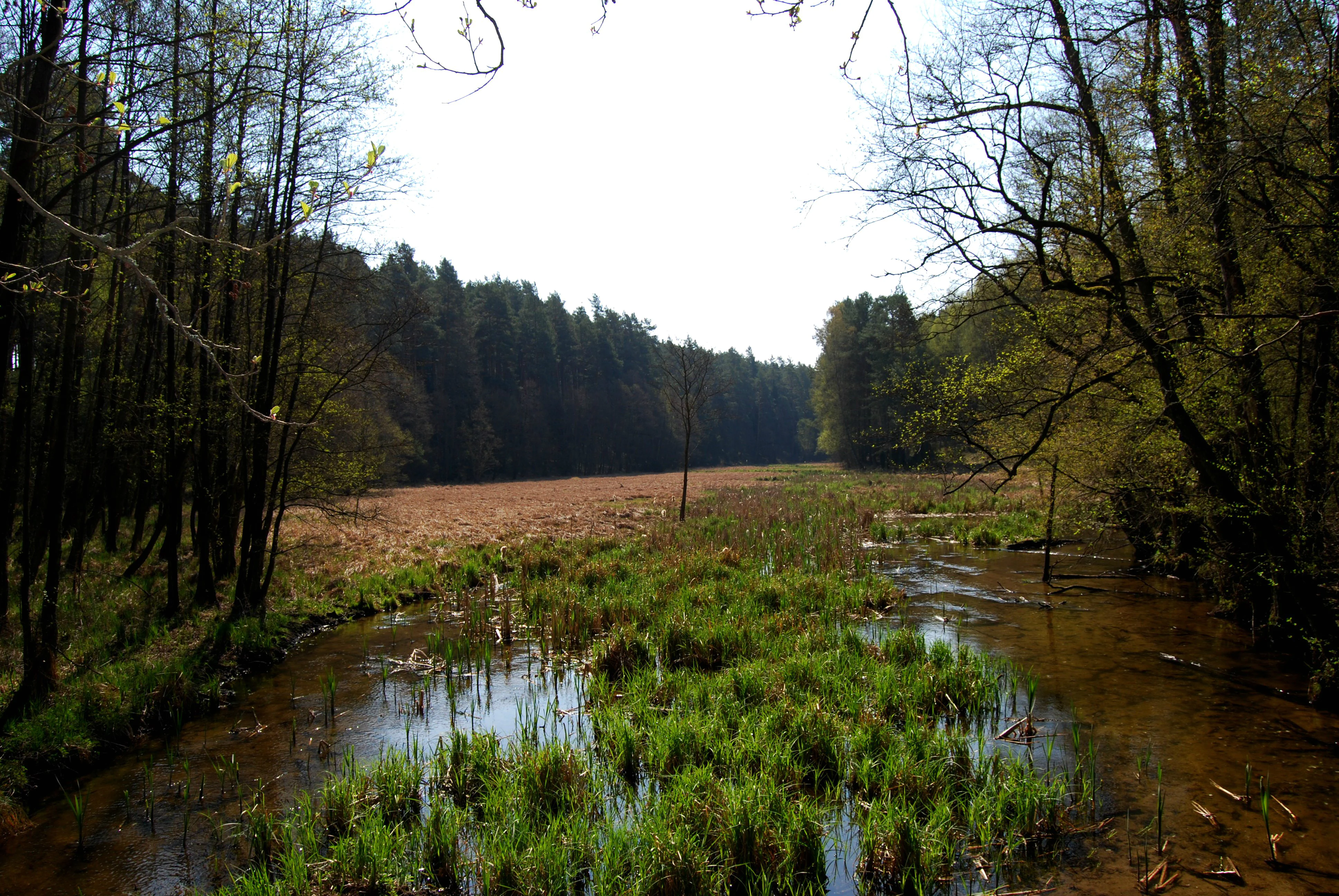 A view of a wetland area with a slow moving stream winding through green grassy patches, surrounded by dense forests under a bright sky.