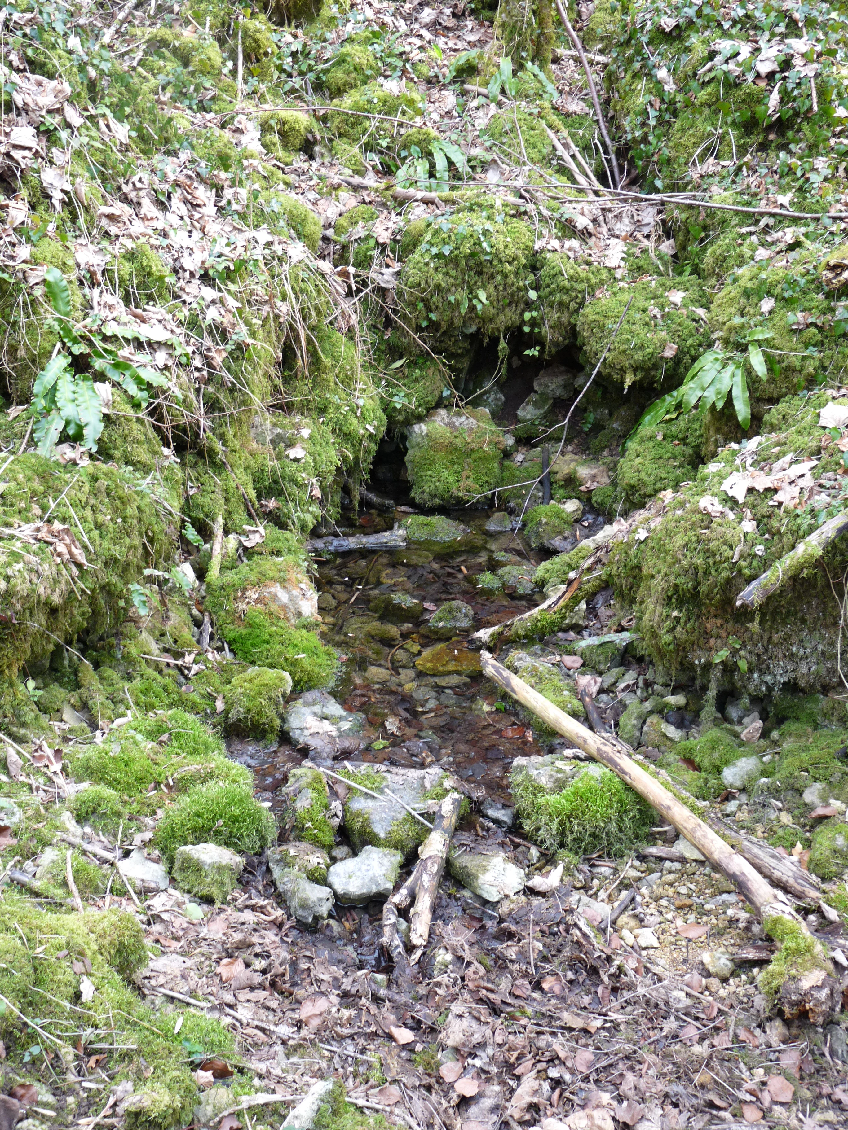 A small stream flowing from a moss-covered rocky spring source in a woodland environment.