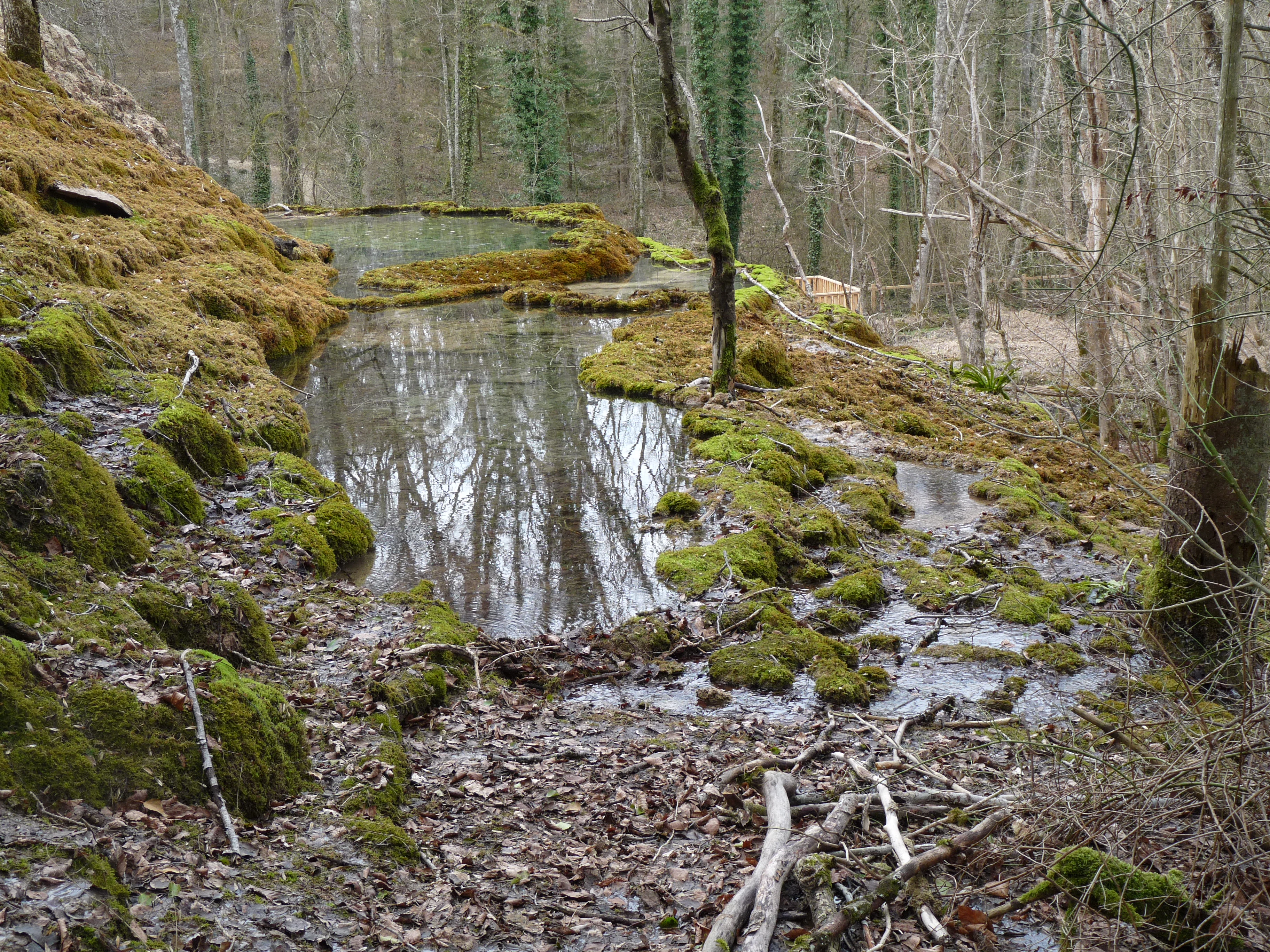 A series of small, moss-covered, stepped natural pools filled with clear water, surrounded by a forest with bare trees in autumn.