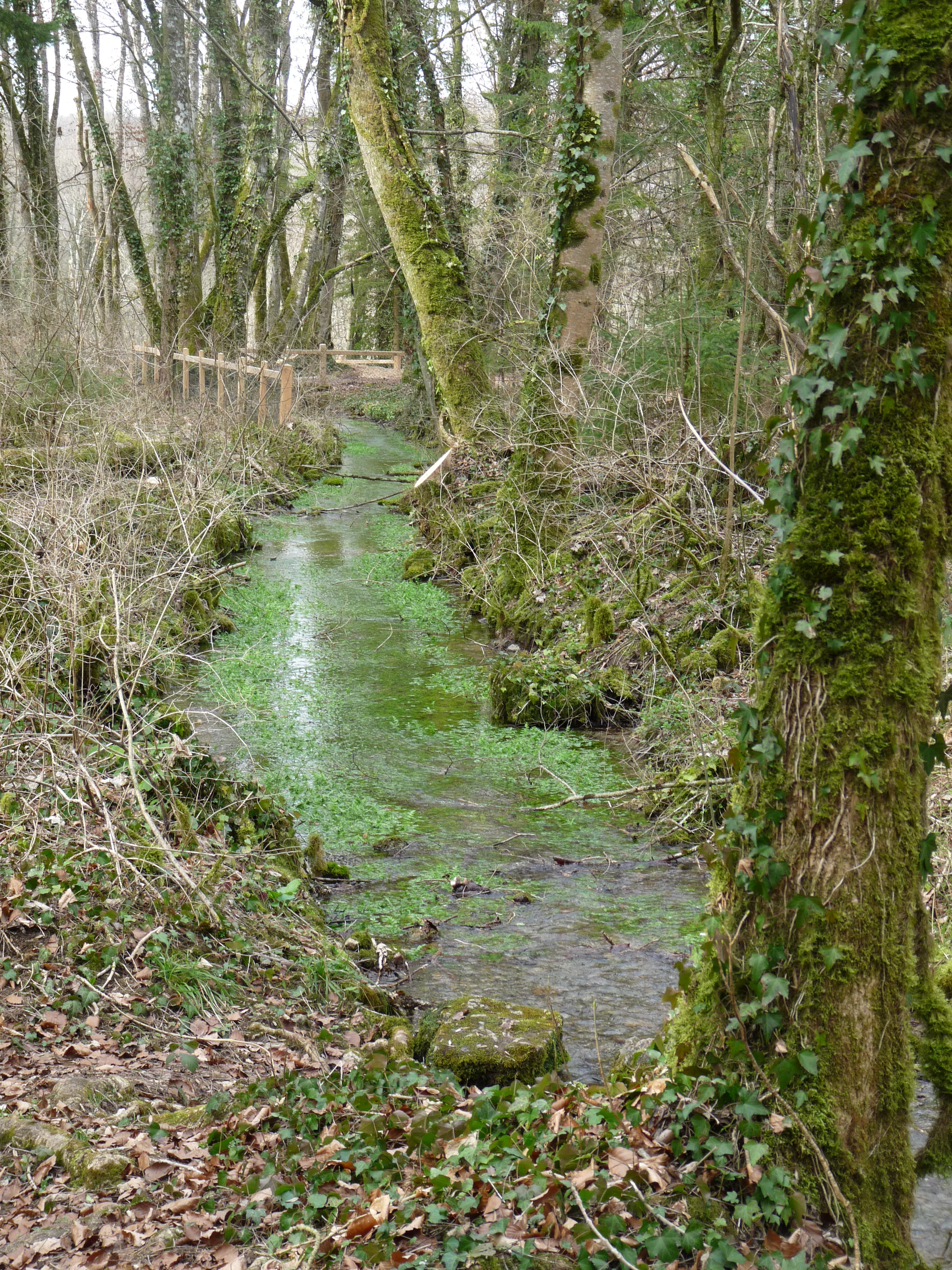 A narrow, shallow stream flows through a mossy, forested area, with a wooden fence visible in the midground along the trail.