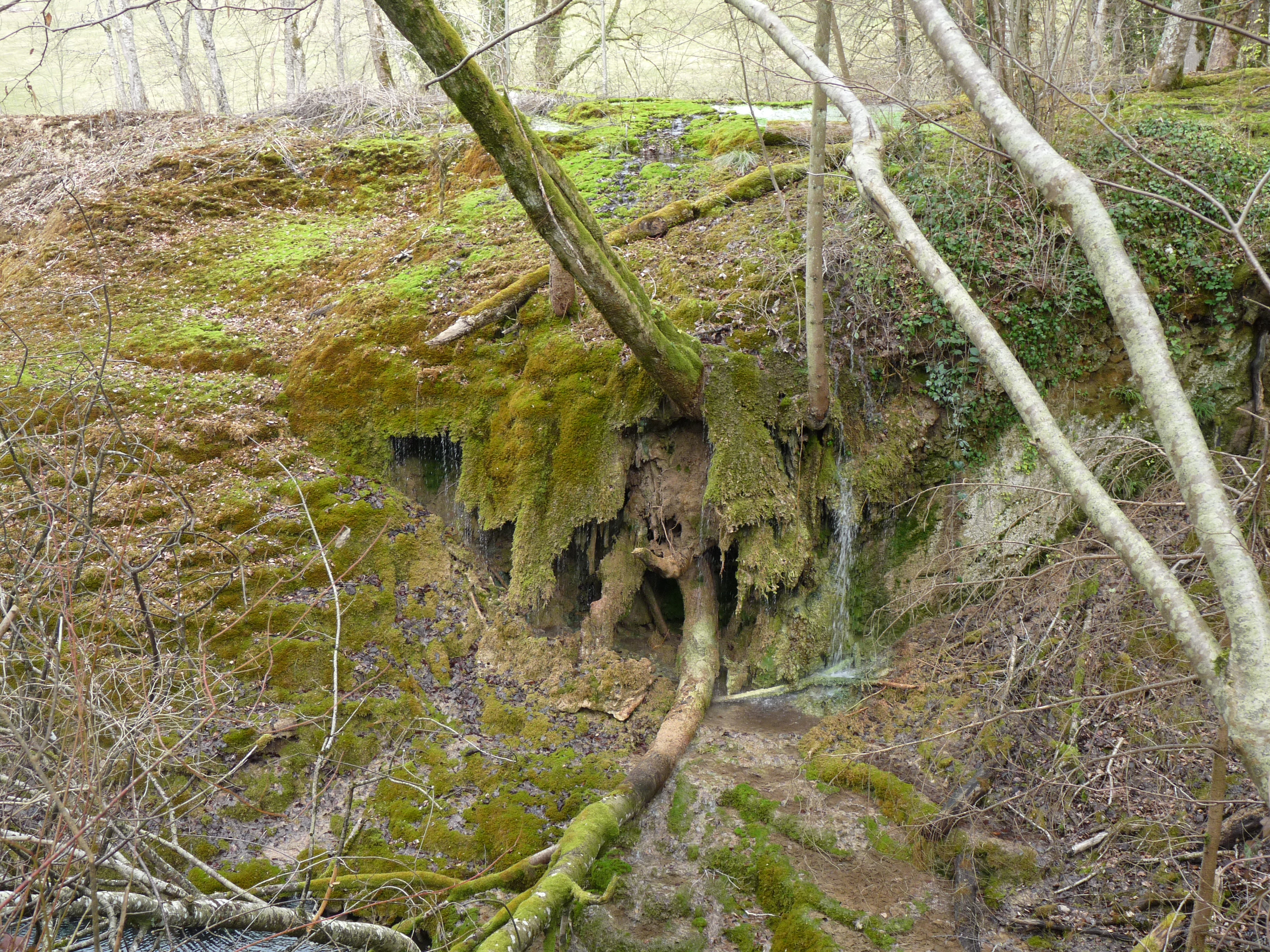 A close up view of a moss-covered travertine rock formation in a woodland setting, with small trickles of water flowing over the mineralized deposits.