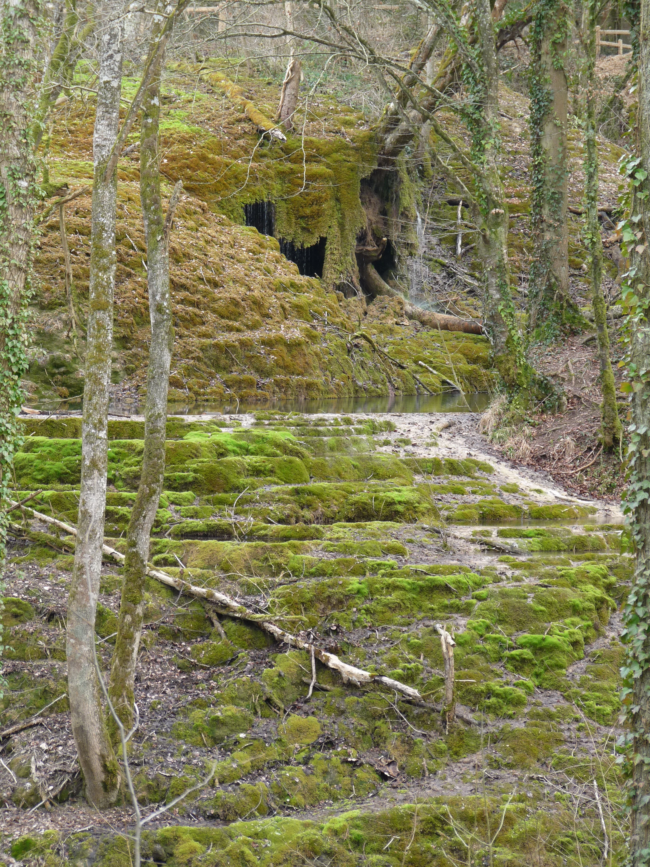 A stepped, mossy natural travertine formation creating a series of shallow pools and terraces in a wooded area.