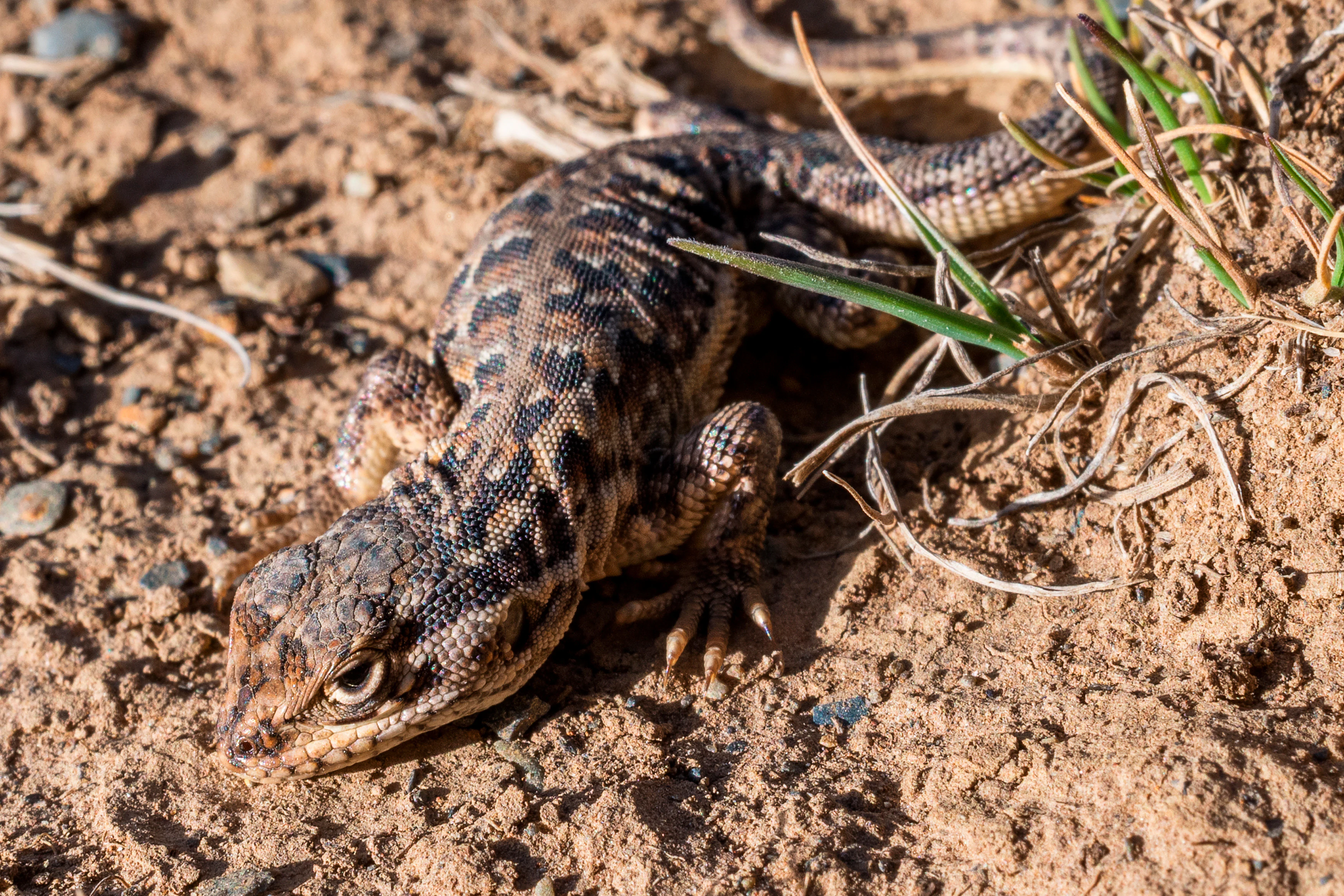 A small, patterned lizard with brown and black scales sits on dry, sandy ground with sparse grass.