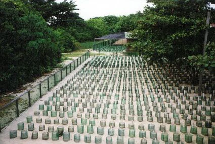 A high angle view of a fenced beach enclosure containing many small mesh cylinders, likely marking sea turtle nests, situated near a forest edge.