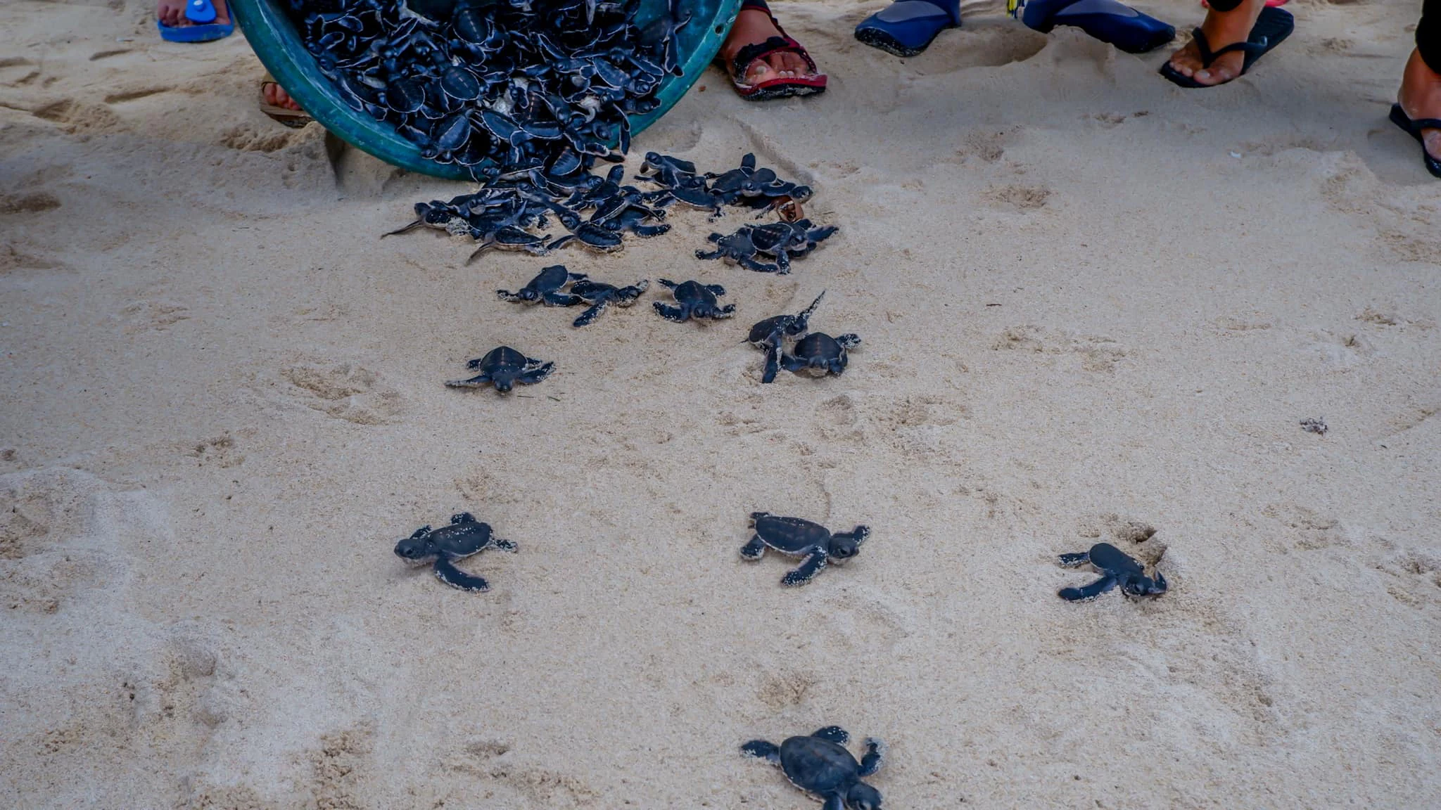 Un grupo grande de pequeñas crías de tortuga marina de color oscuro arrastrándose sobre arena de color claro después de ser vertidas de un recipiente de plástico azul.