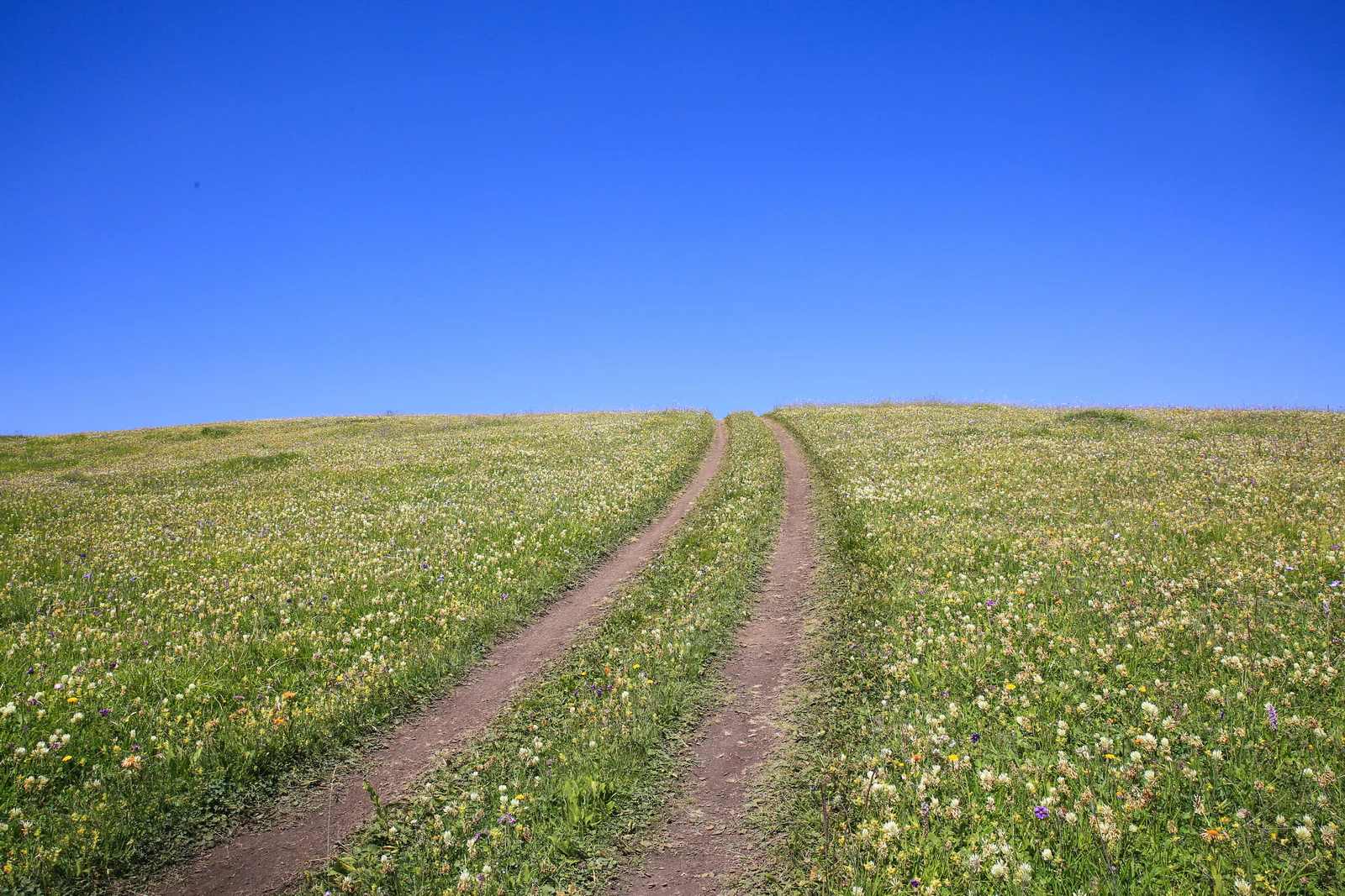 Two dirt tracks through a meadow with wildflowers under clear blue sky