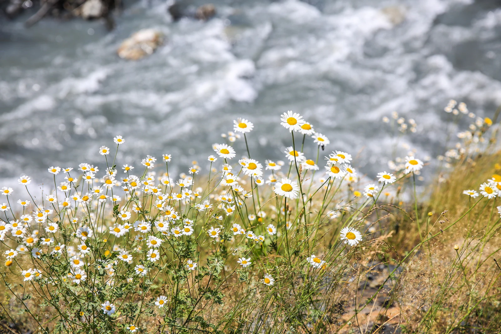 White daisies with yellow centers growing on a hillside overlooking a flowing river