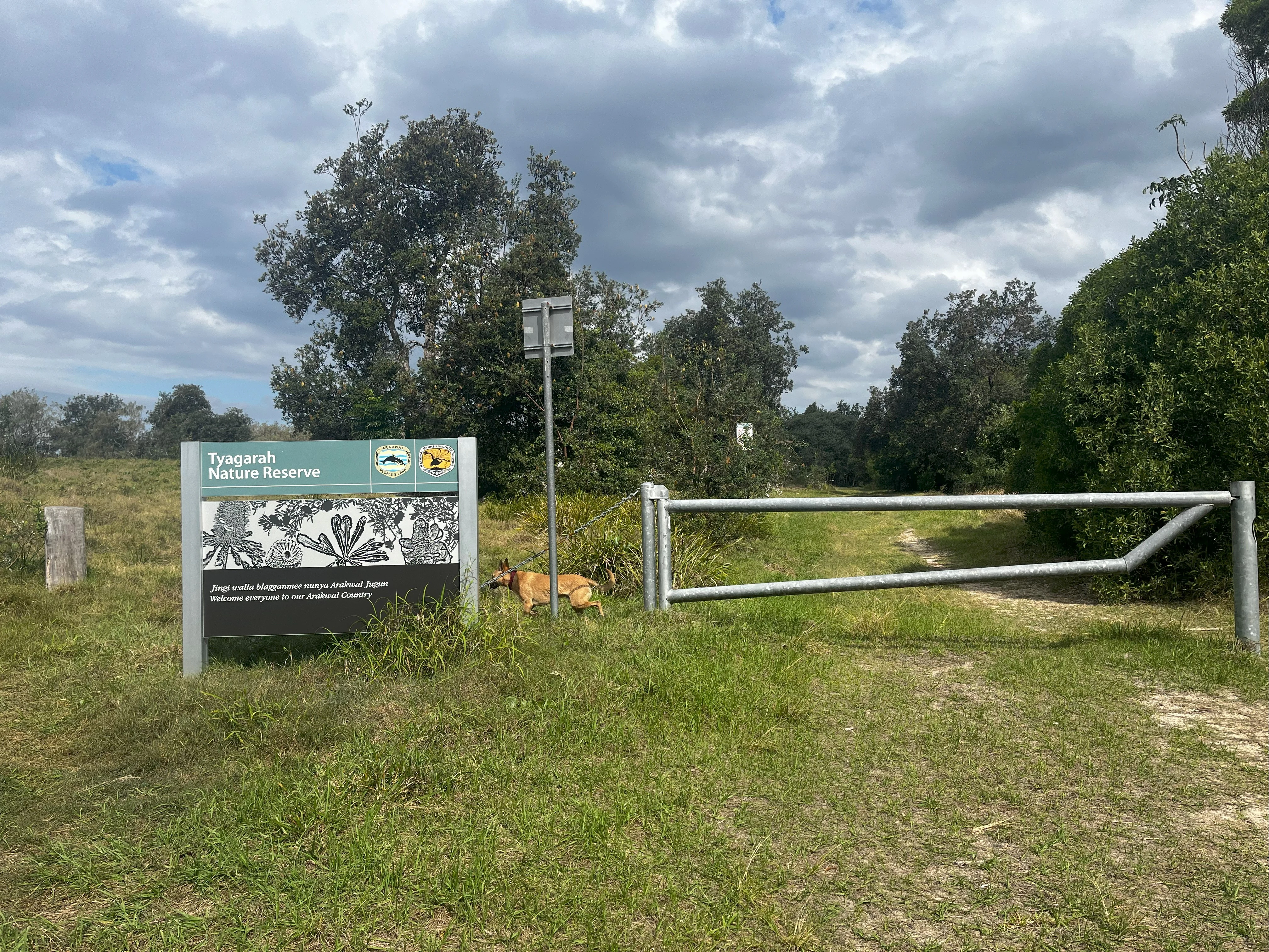 Un cartel informativo verde y blanco de la Reserva Natural Tyagarah junto a una barrera metálica de vehículos en un sendero cubierto de hierba.