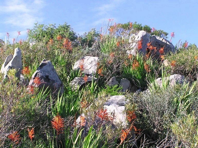 Swartland Shale Renosterveld vegetation