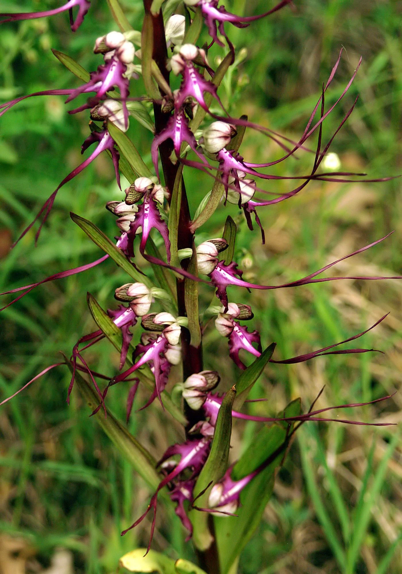 Close up of a tall, thin orchid stalk covered in distinctive purple and white flowers with long, trailing petals.