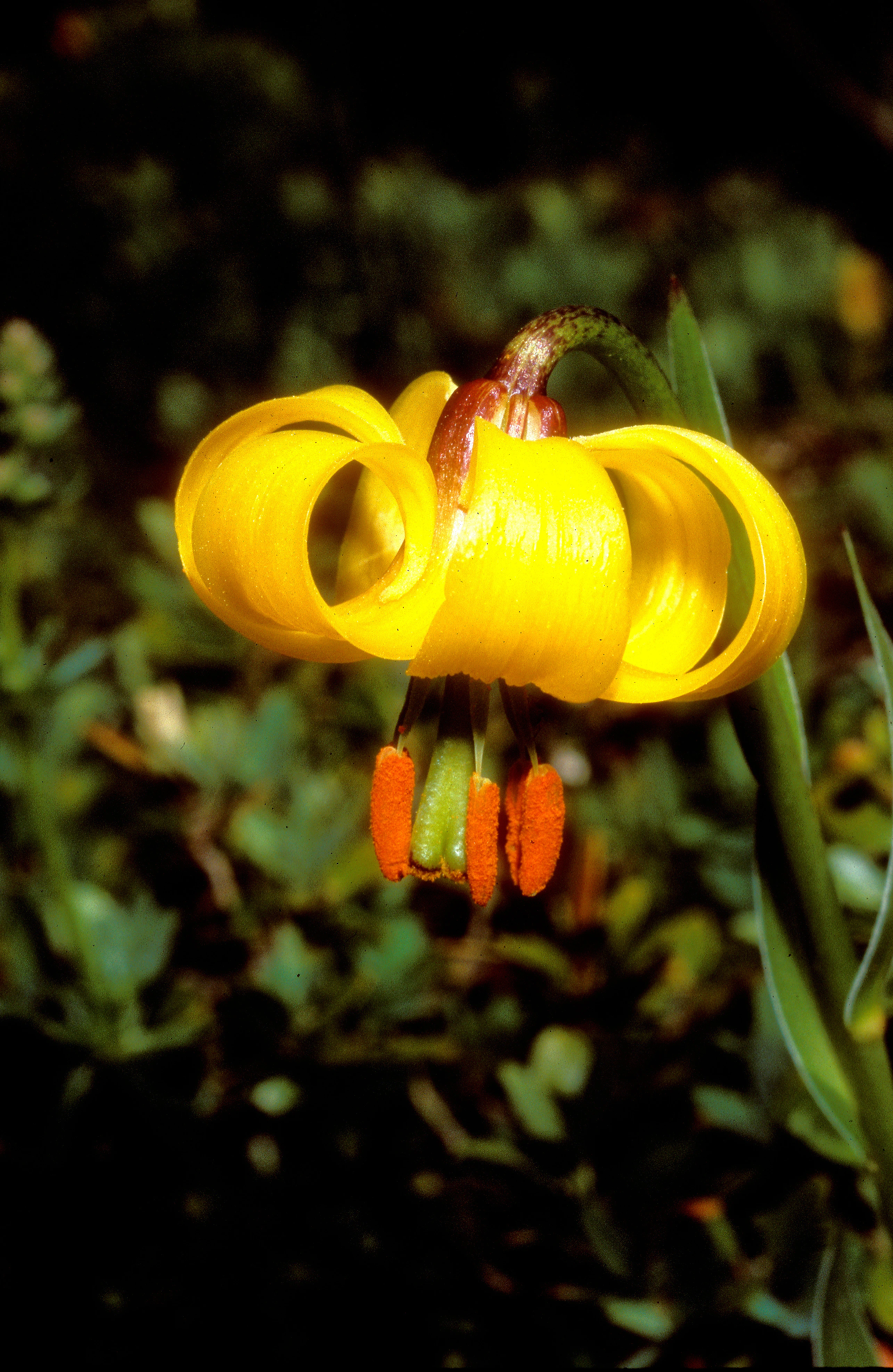 A close-up photograph of a vibrant yellow, downward-facing Albanian lily flower with curved petals and orange-tipped stamens, set against a dark, out-of-focus green background.