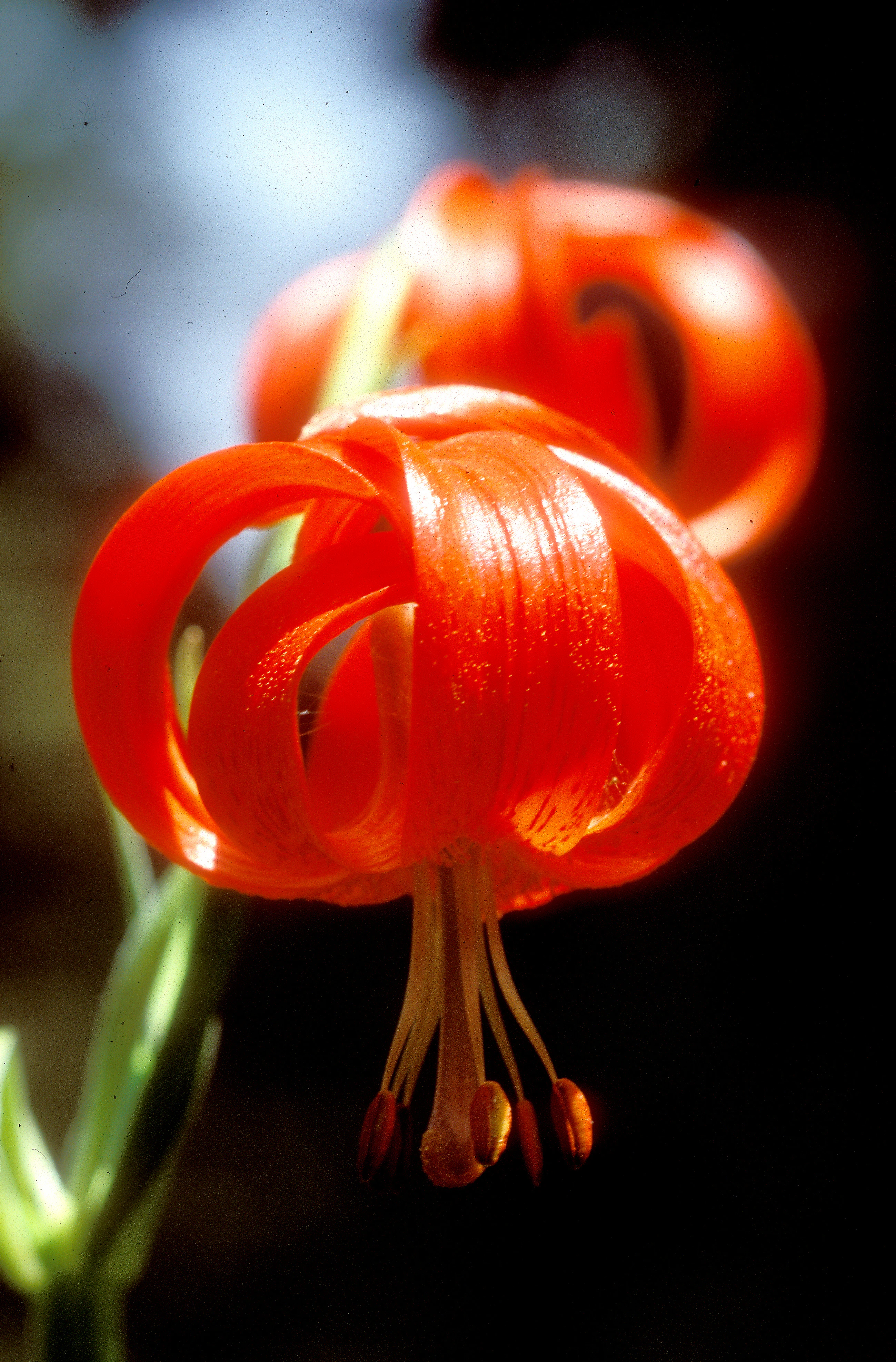 A close-up of a bright red Turk's cap lily flower with recurved petals and prominent stamens against a dark, blurred background.