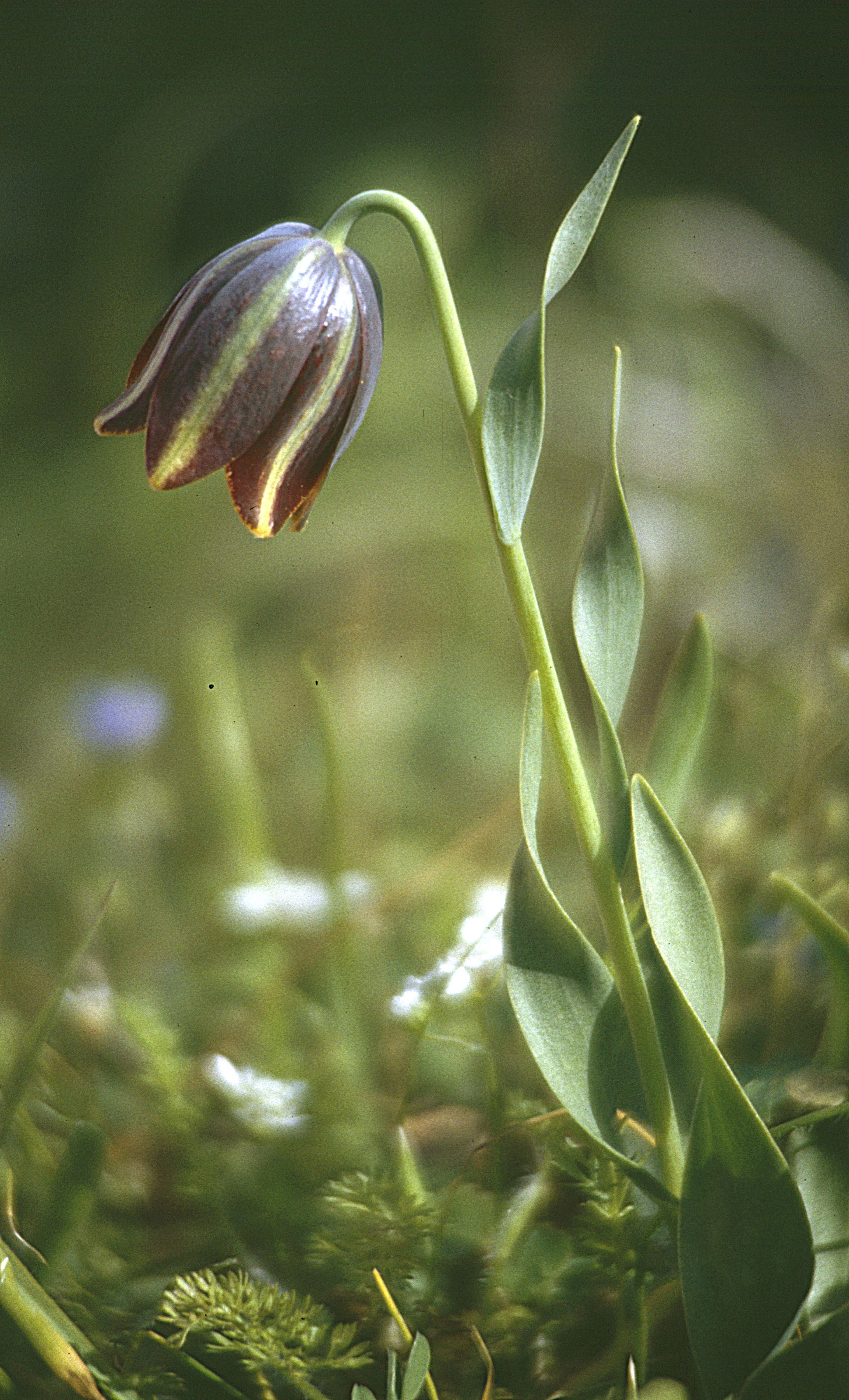 A downward-facing, bell-shaped Fritillaria graeca flower with dark purple and greenish-yellow petals, growing from a slender stem with long green leaves against a soft-focus green background.