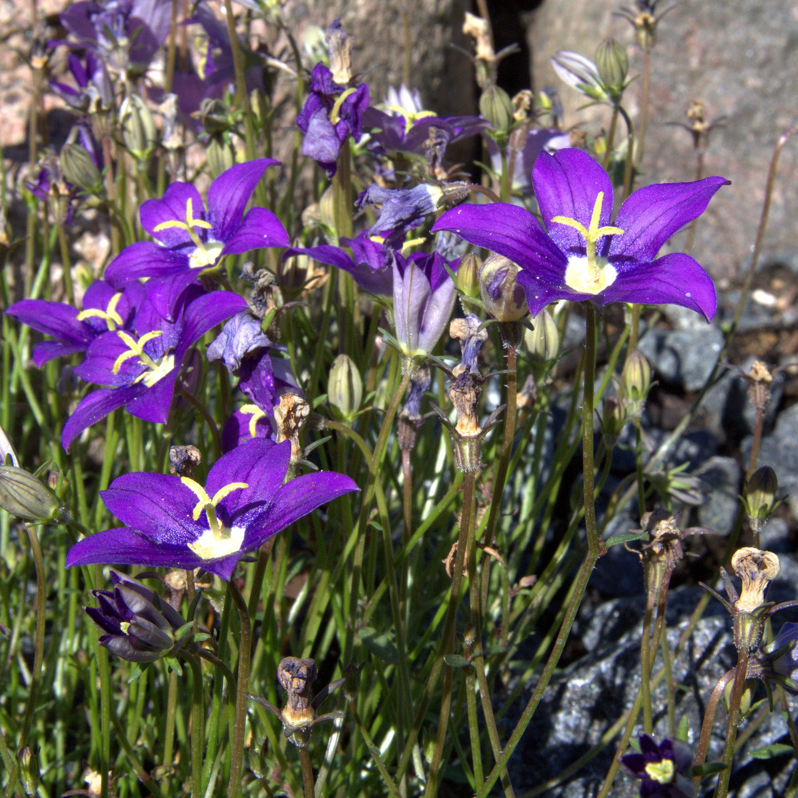 A close-up shot of several bright purple Campanula hawkinsiana flowers with yellow centers growing in a rocky alpine environment.