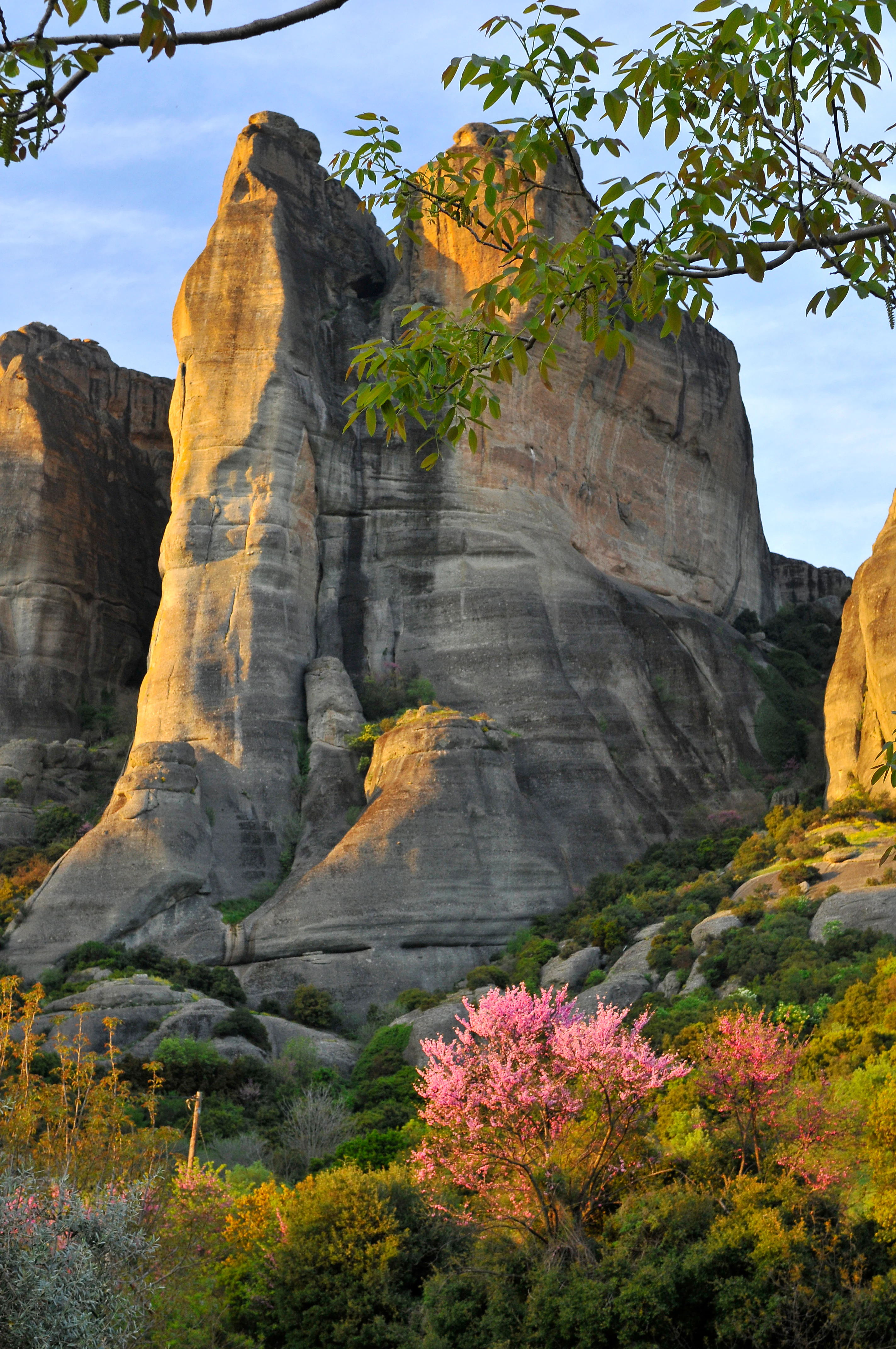 A low angle view of massive, vertical sandstone rock pillars at Meteora, Greece, featuring golden sunlight on the rock face and pink flowering trees in the foreground.