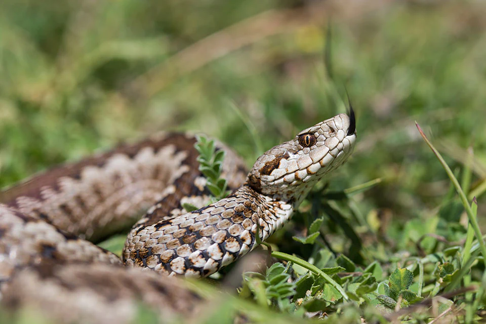 A close-up photograph of a Greek Meadow Viper showing its distinctive patterned scales, raised head, and dark tongue extended in low green grass.