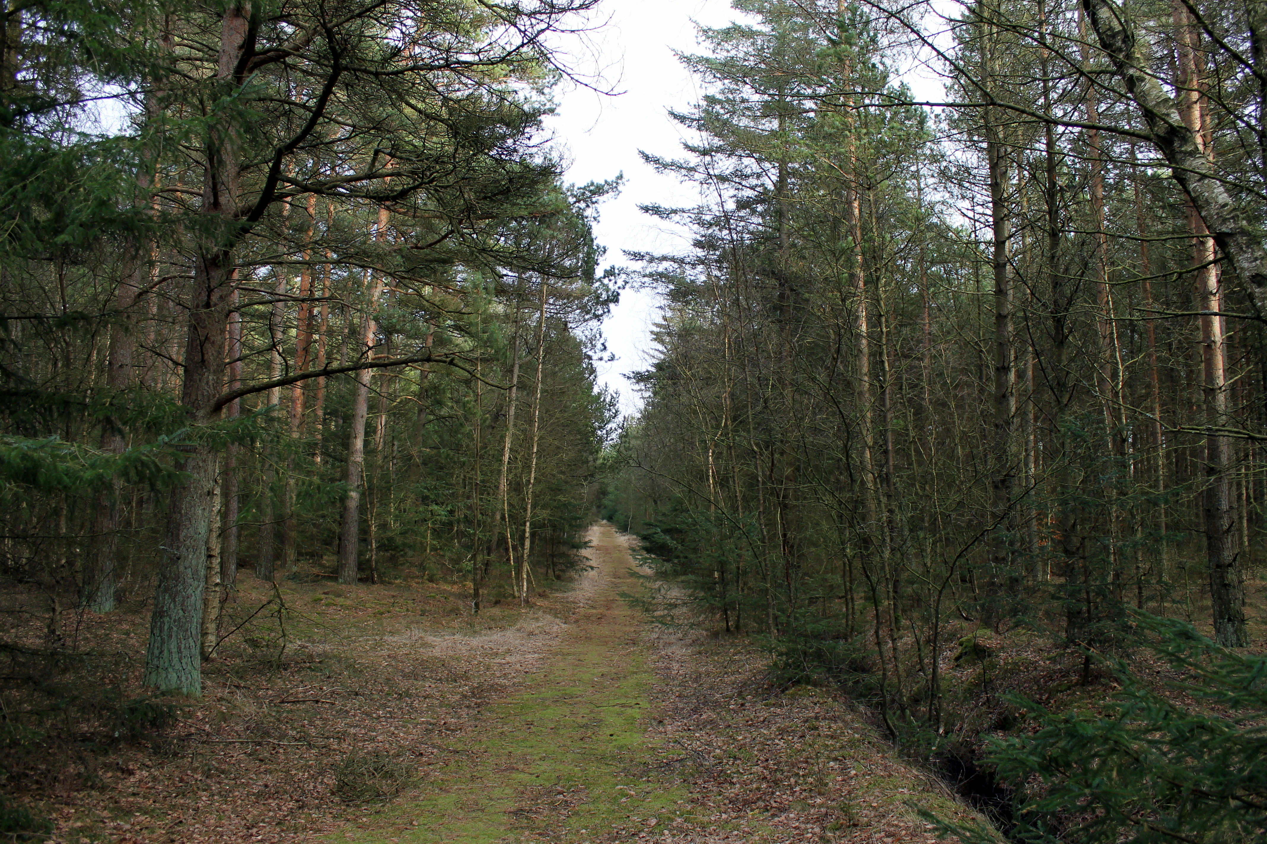 A dirt path leading into a dense pine forest with mossy ground and scattered fallen leaves.