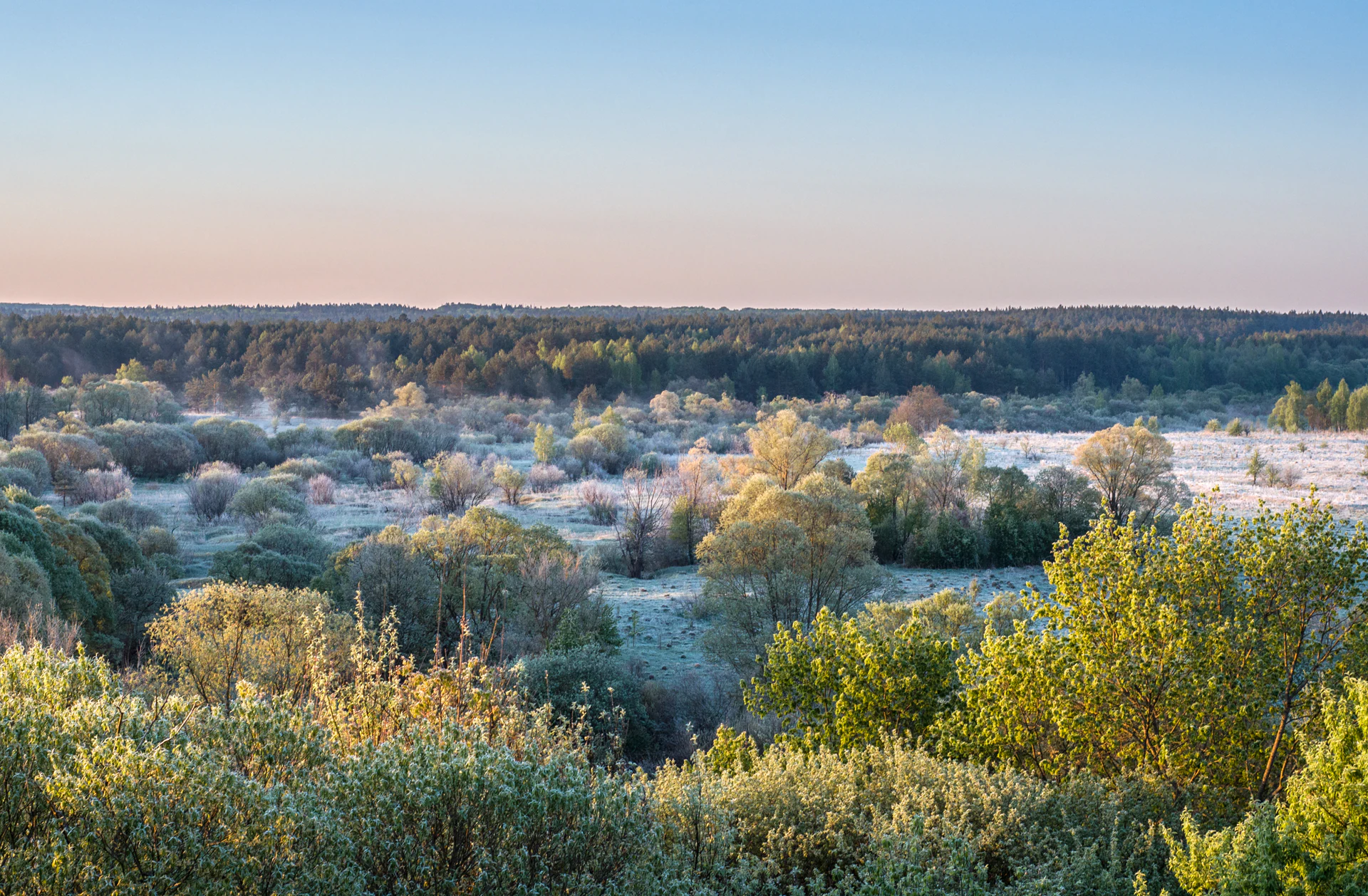 Frost-covered grassy meadow with scattered trees and distant forest under clear sky