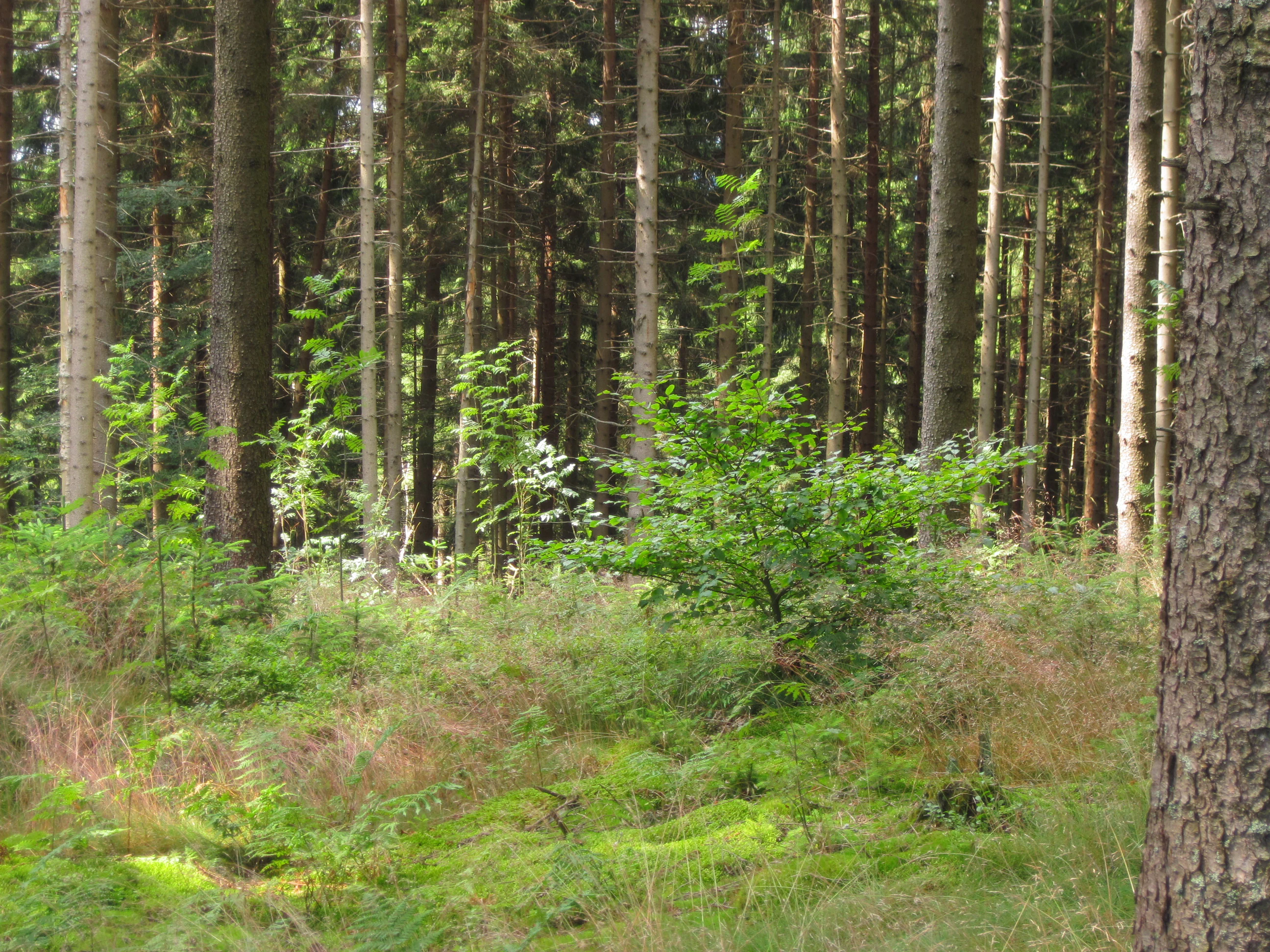 A view into a dense mixed forest with tall vertical tree trunks and a forest floor covered in moss, ferns, and young saplings.