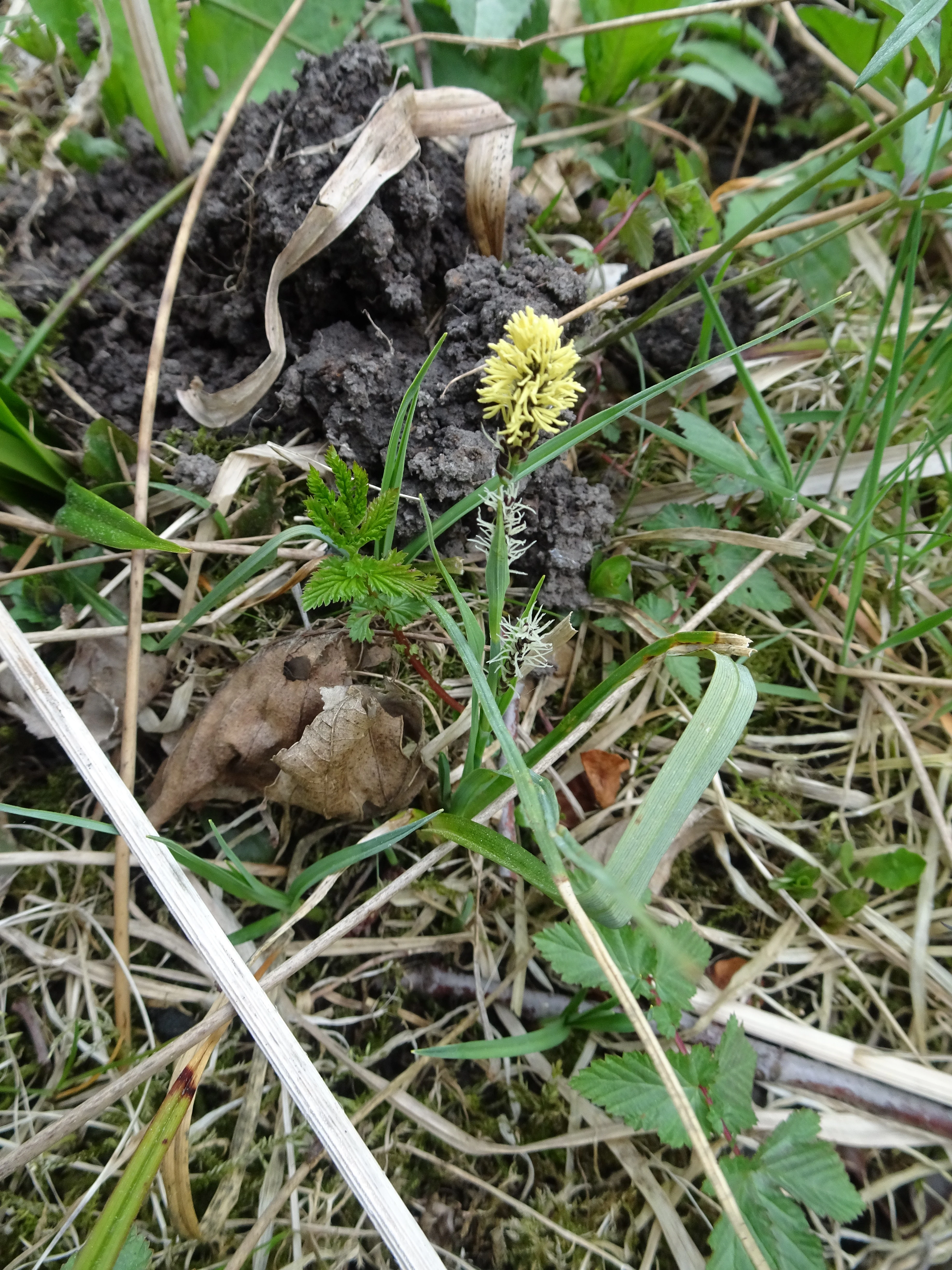 A close-up view of a small Carex pilosa plant with a yellow inflorescence growing from the soil, surrounded by dry grass and other small green plants.
