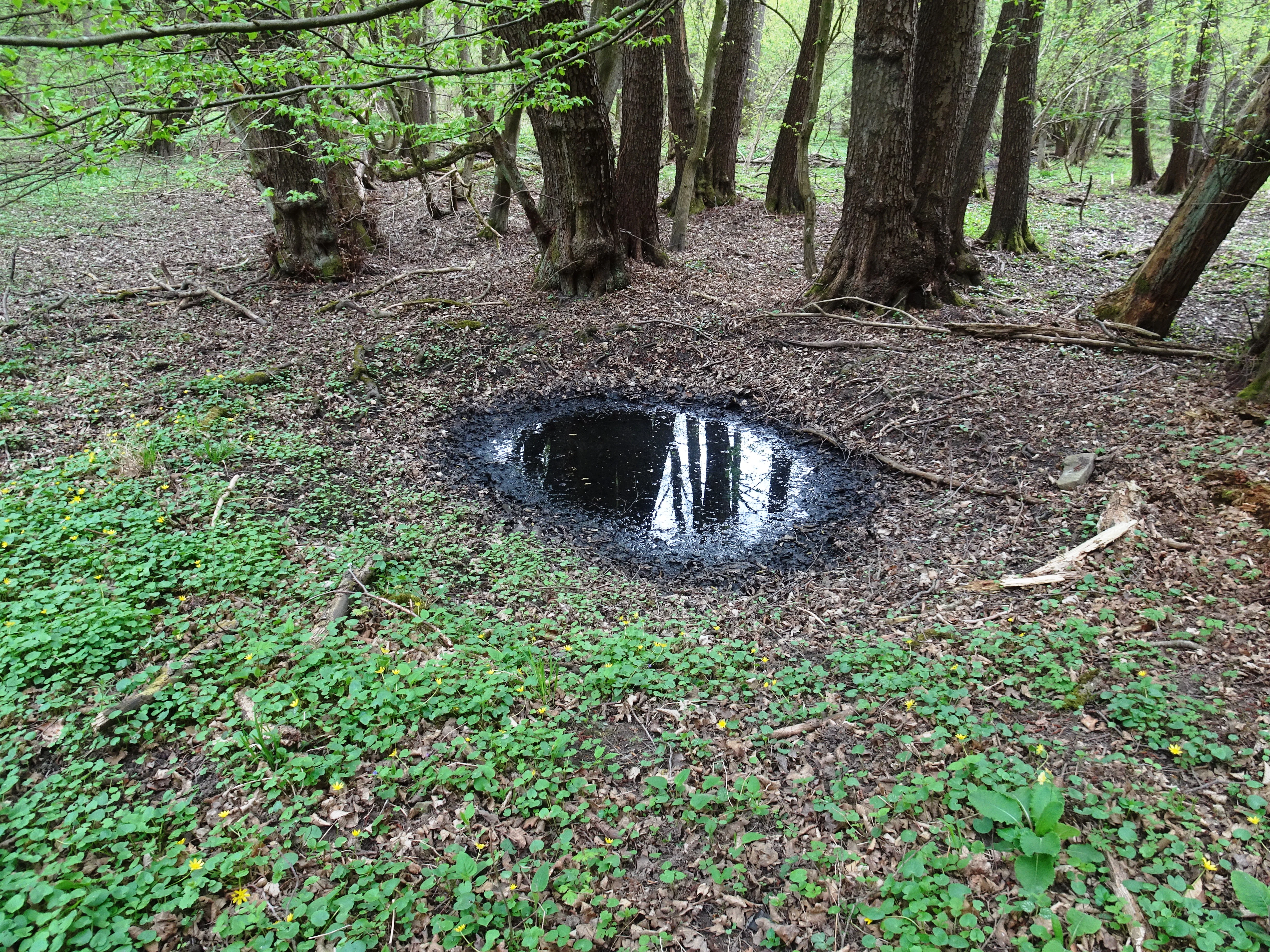 A small, dark, circular pool of water situated on the forest floor, surrounded by mature deciduous trees and low-growing green ground vegetation.