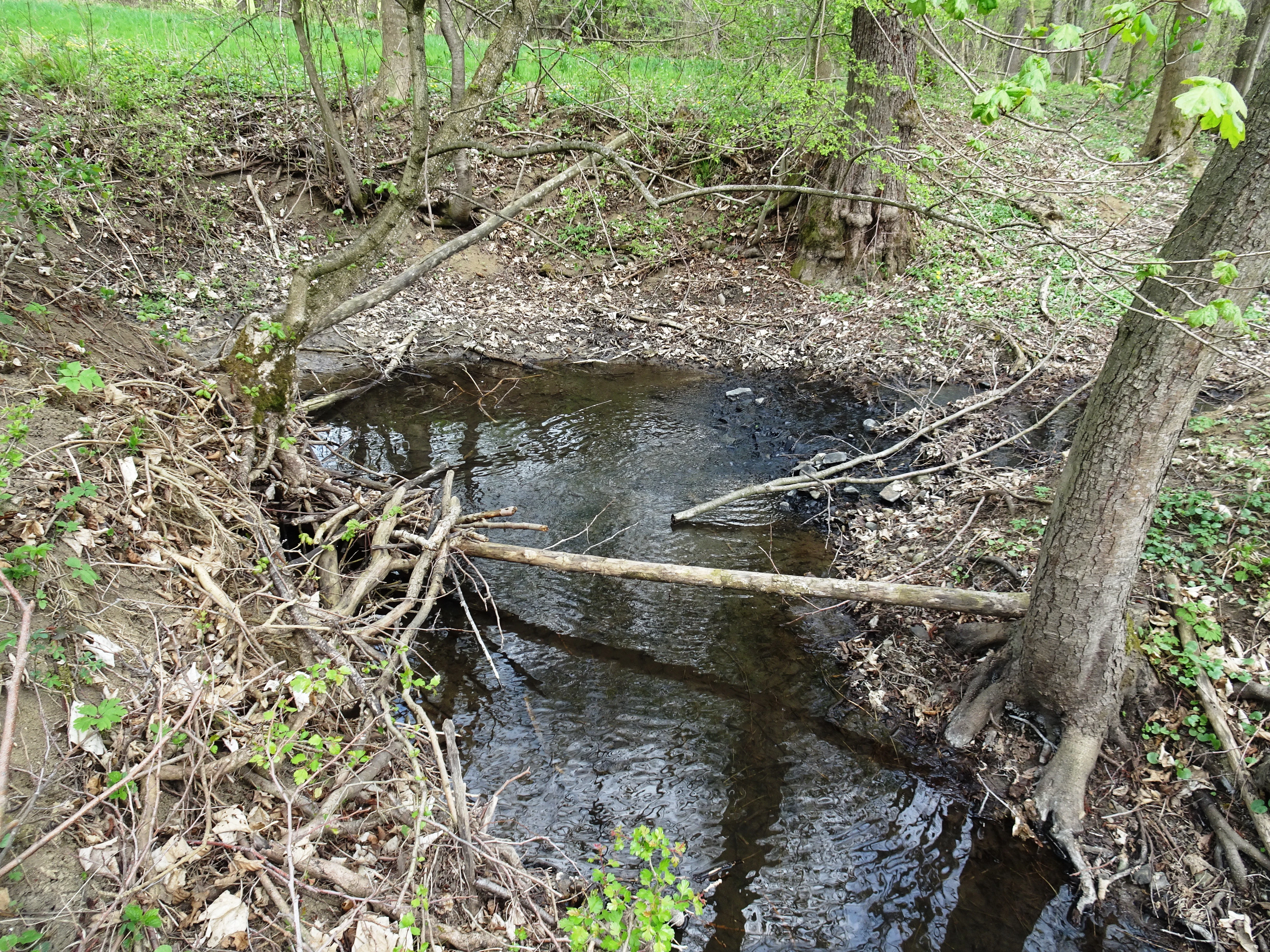 A narrow, dark stream flowing through a forest floor covered in leaf litter, with exposed tree roots and fallen branches along the banks.