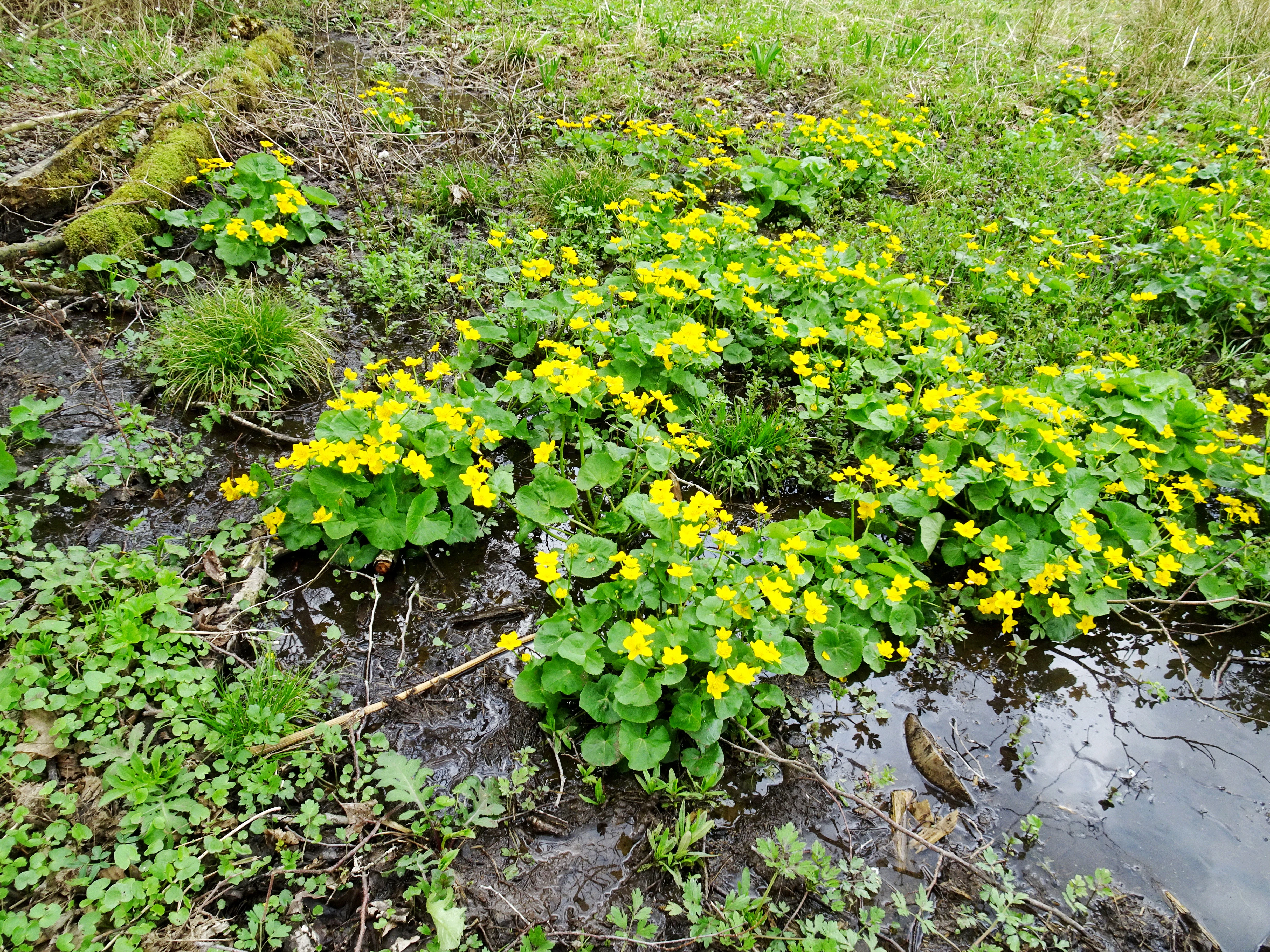 A cluster of yellow marsh marigold flowers growing in a small, damp, muddy area of a meadow.