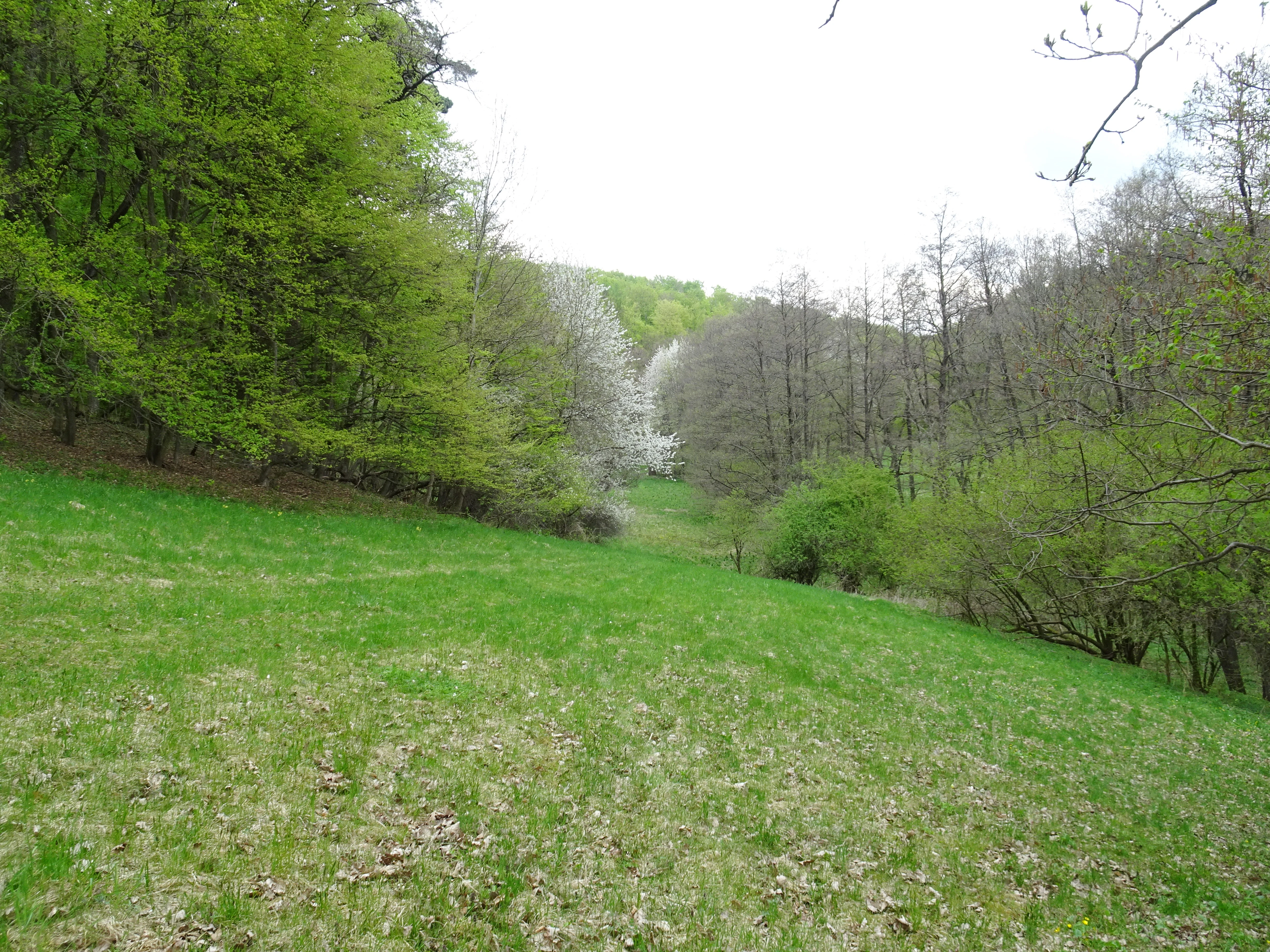 A wide, grassy meadow sloping upward toward a dense forest of green trees with a single white-flowering tree visible in the distance.