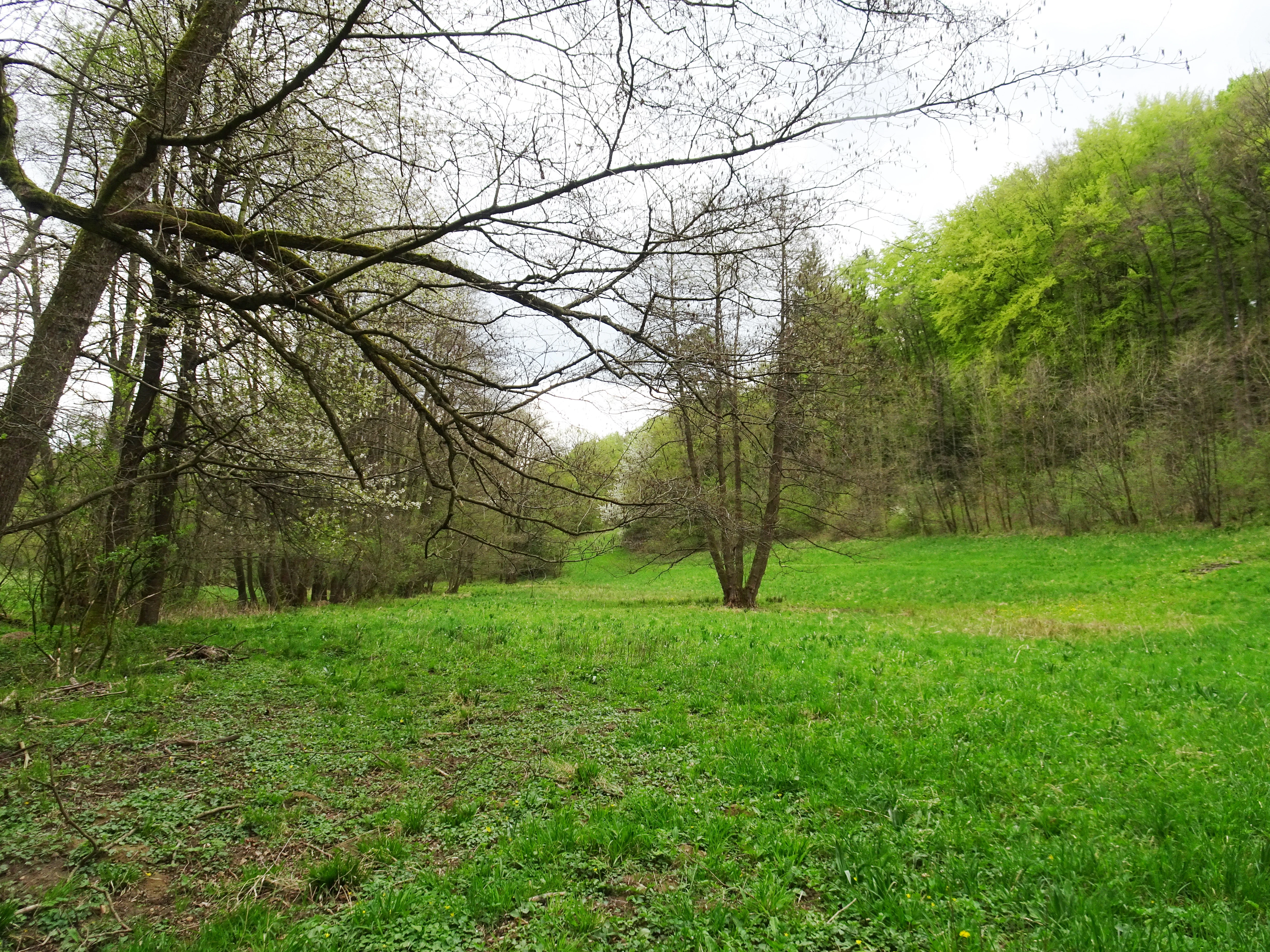 A green meadow bordered by trees under a cloudy sky in the Uhliska nature reserve.
