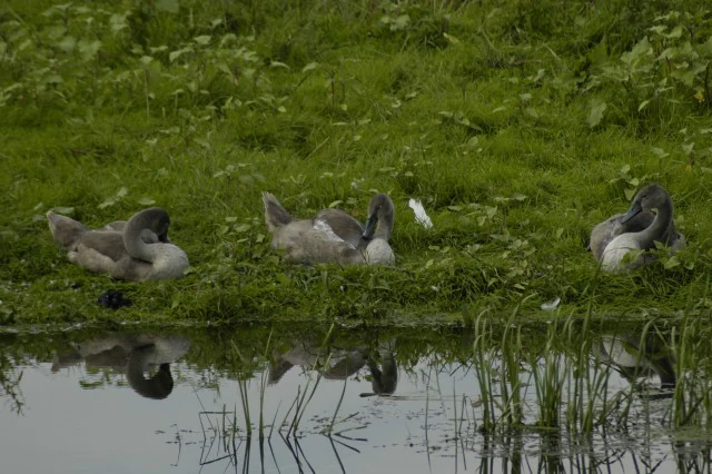Three young swans with greyish plumage resting on a green grassy bank beside a quiet water channel, with their reflections visible in the water.