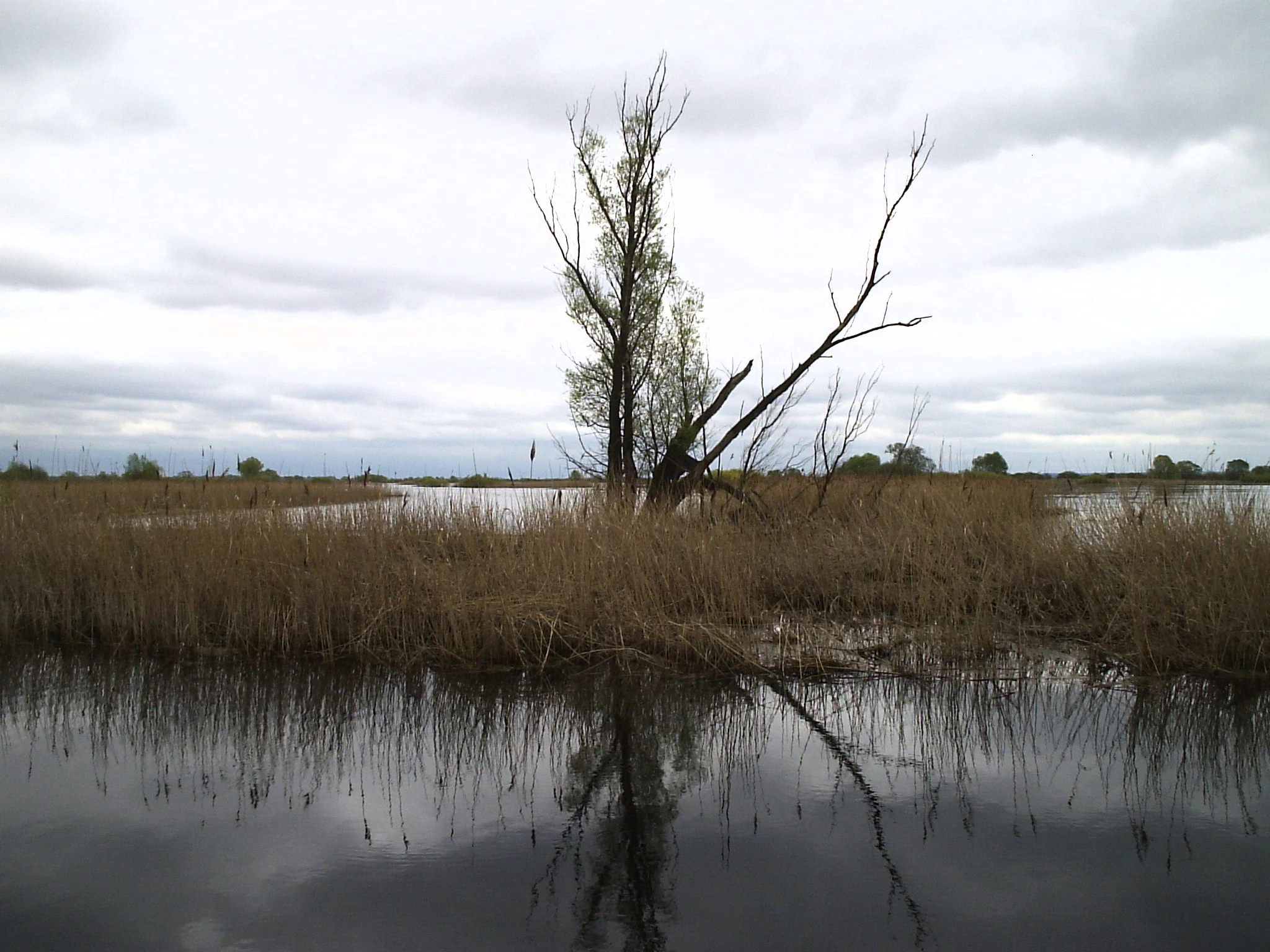 A lone tree stands in the middle of a calm, marshy wetland with tall grasses and reeds under a cloudy sky.