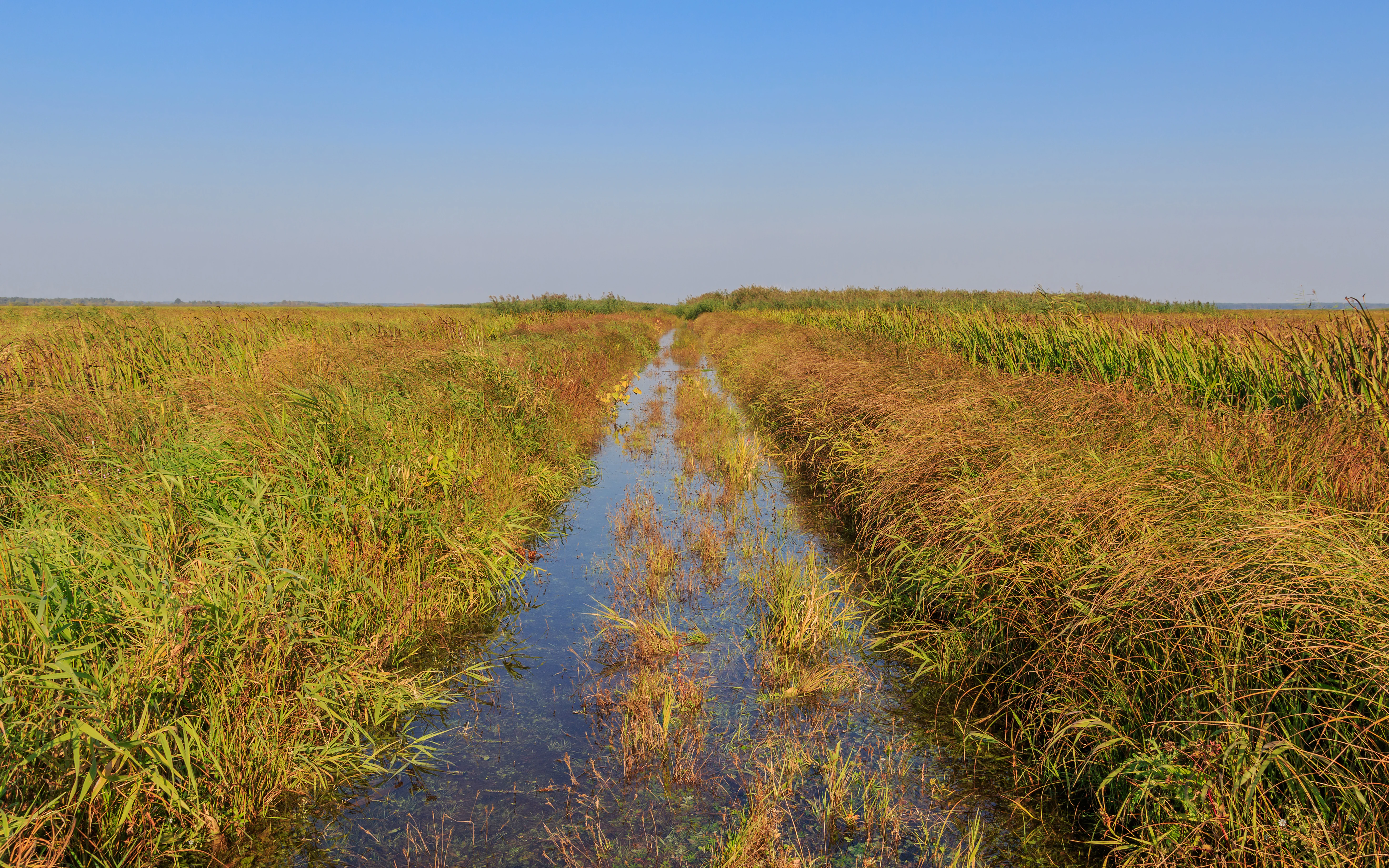 A narrow water channel flowing through dense, golden and green marshland vegetation under a clear blue sky in Ujście Warty National Park.