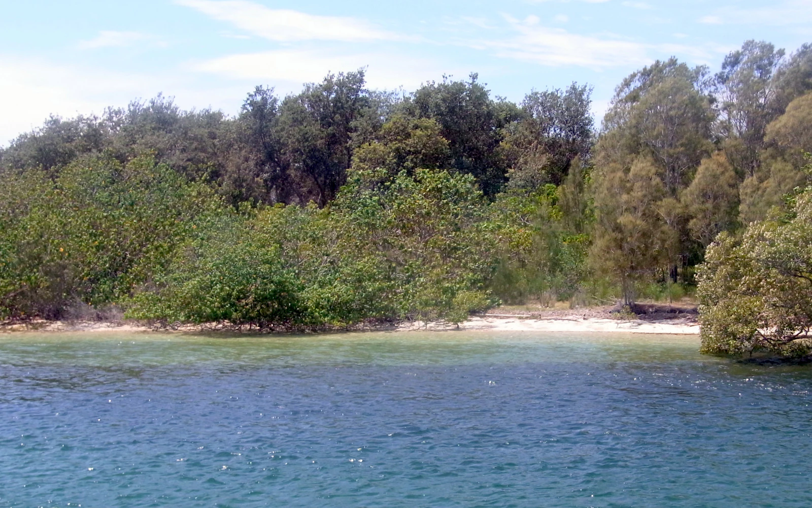 A view of the shoreline of Ukerebagh Island featuring dense mangrove trees meeting the clear water of the Tweed River.
