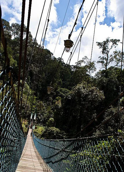 Puente peatonal de madera con barandillas y cables de metal, rodeado de densa selva tropical bajo un cielo parcialmente nublado.