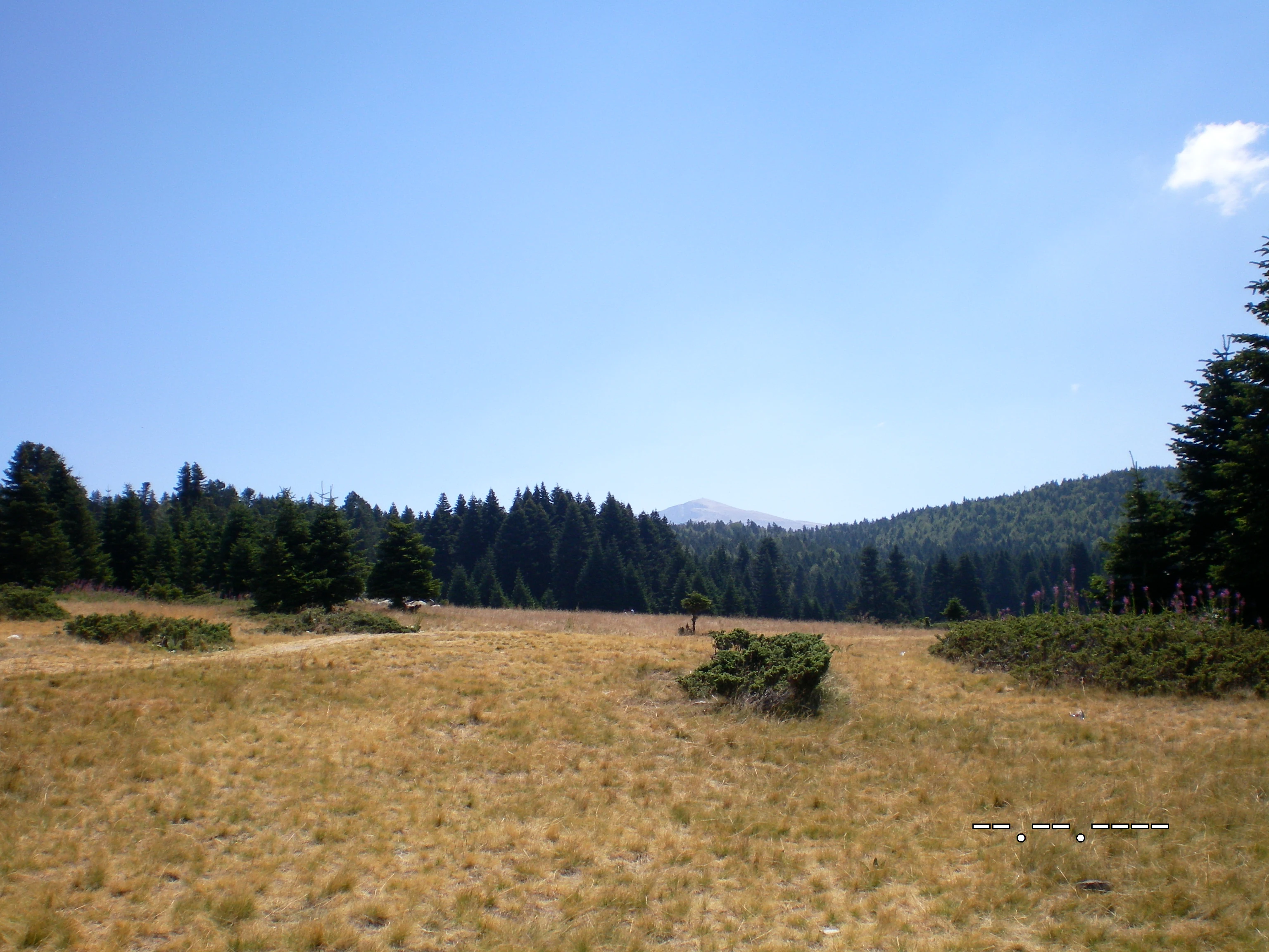 Grassy field with scattered shrubs, pine trees, and distant mountains under a clear blue sky
