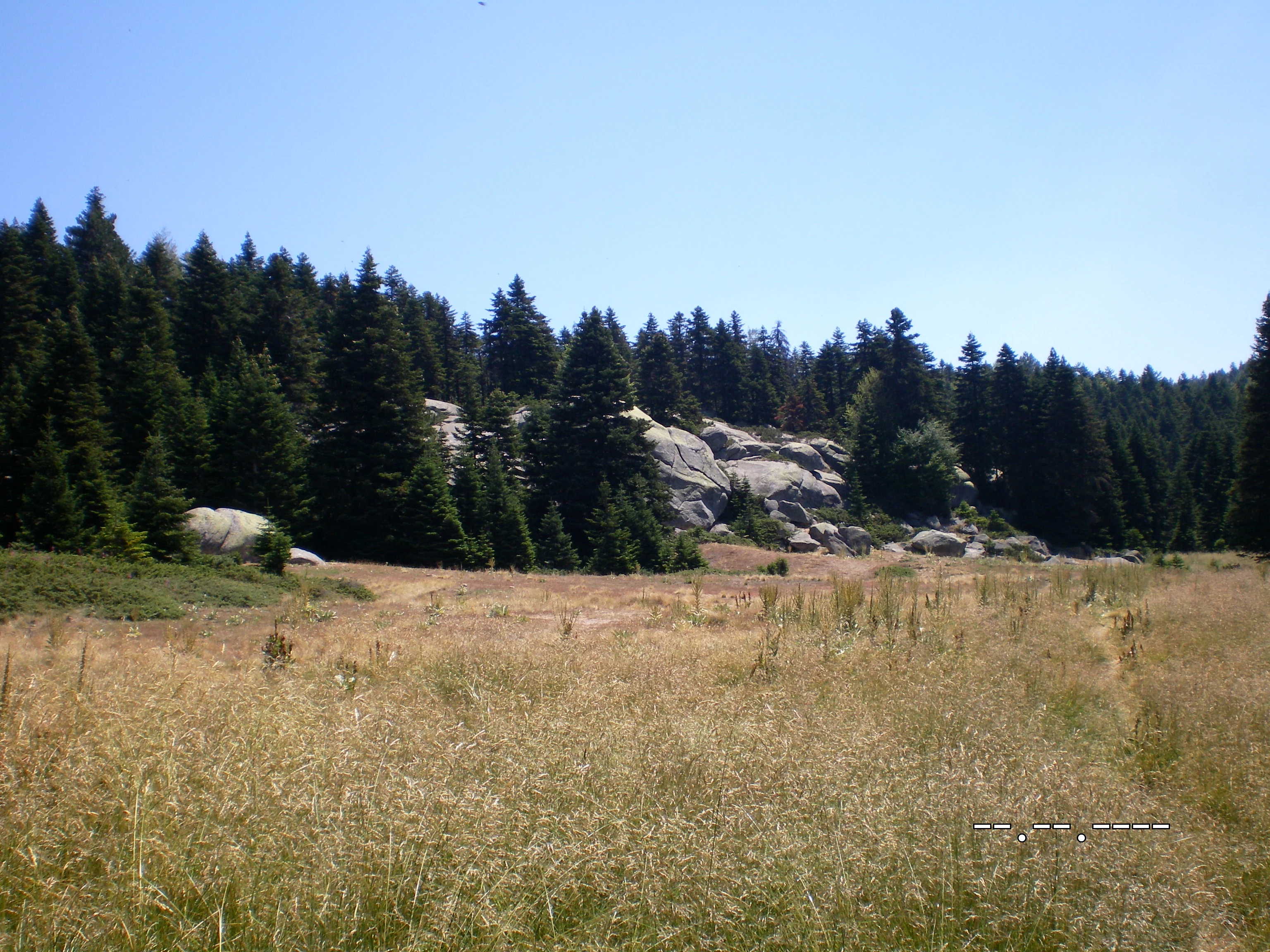 Grassy meadow with tall grasses, pine trees, and rocky outcrops under a clear blue sky