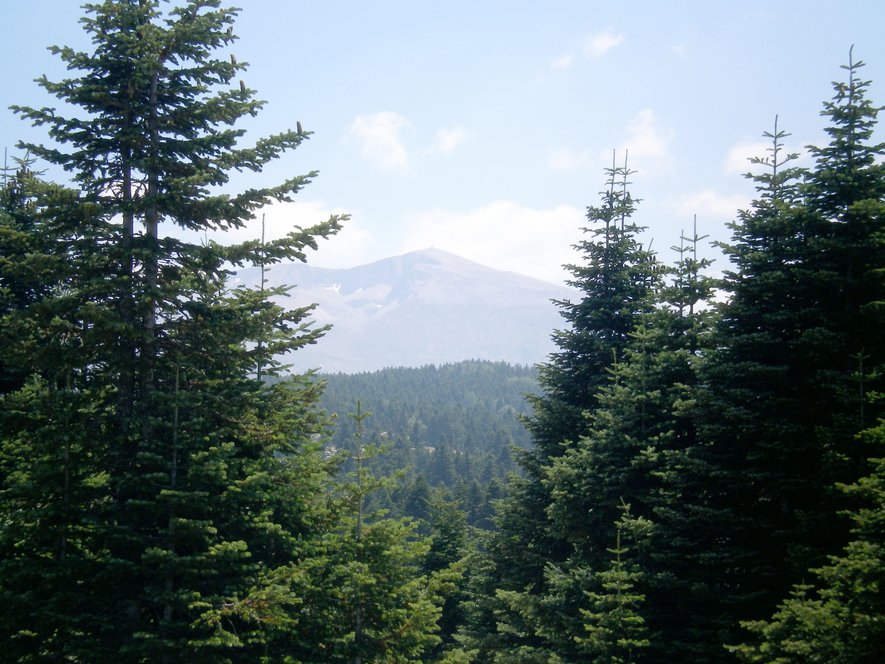 Tall evergreen trees in foreground with mountain peak visible through forested landscape under clear sky